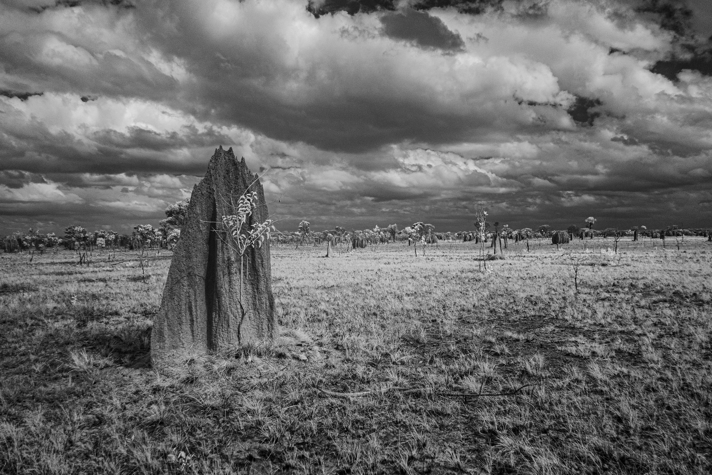 Termite Mounds