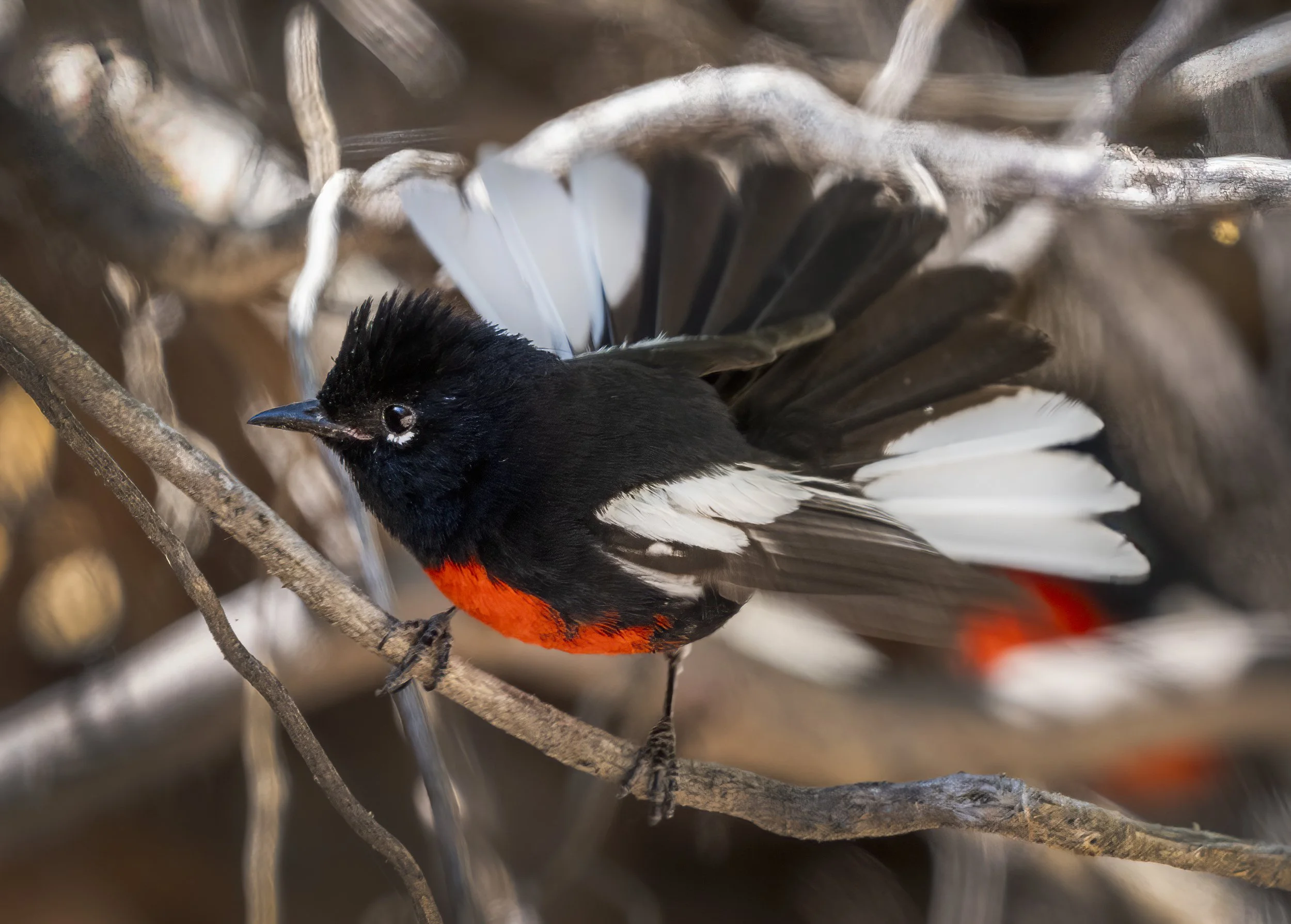 Painted Redstart