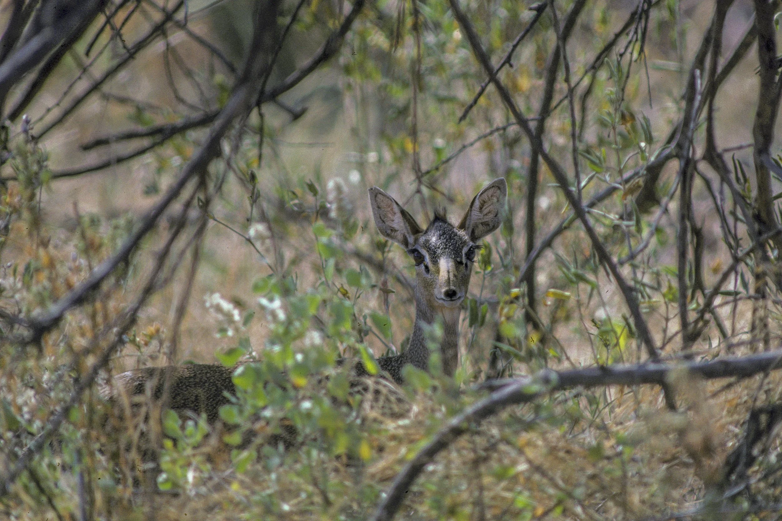 Dikdik