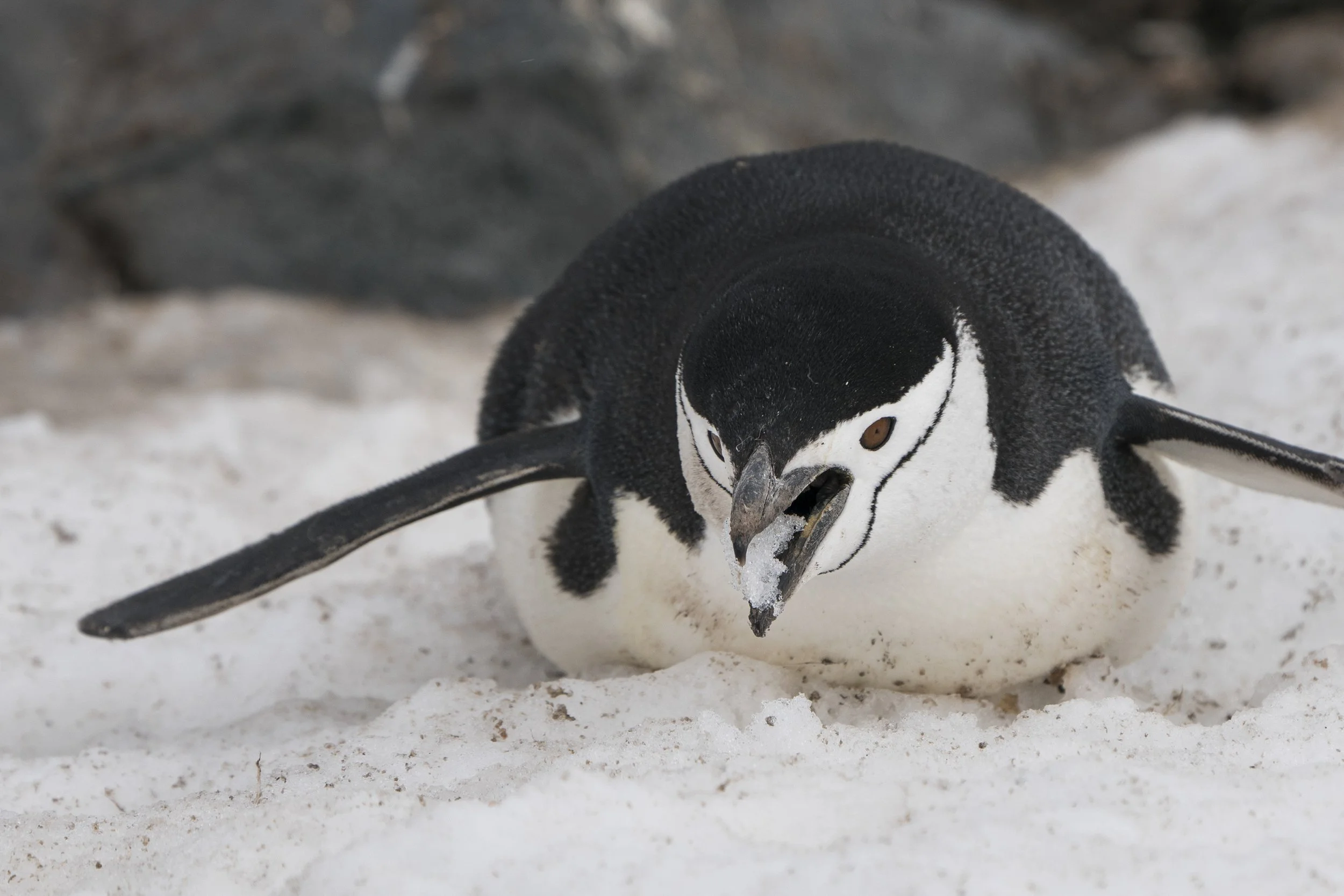 Chinstrap Penguin