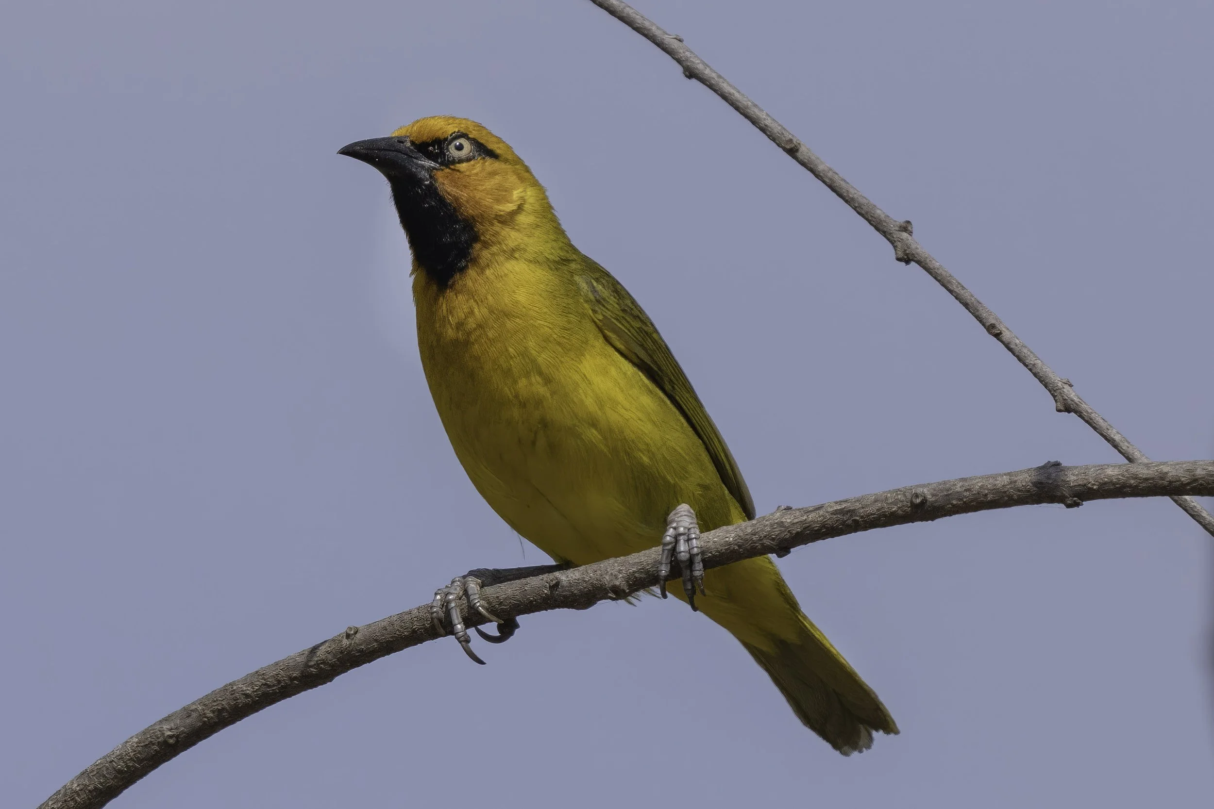 Spectacled Weaver 