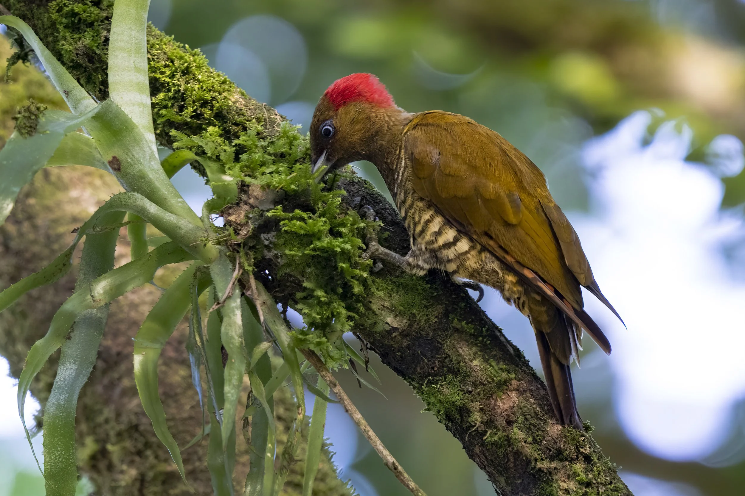 Rufous-winged Woodpecker