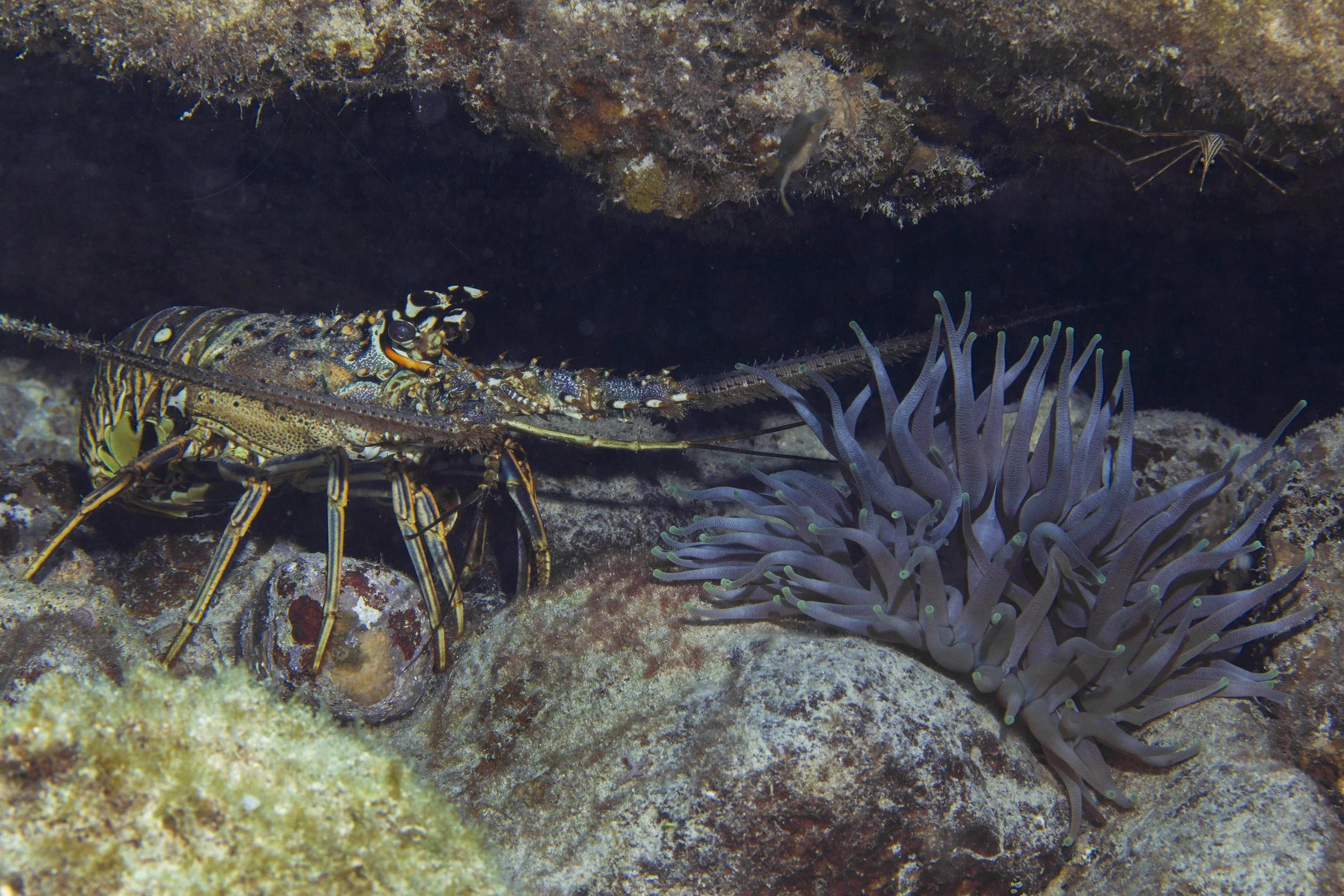 Cozumel_IMG_0878.jpg