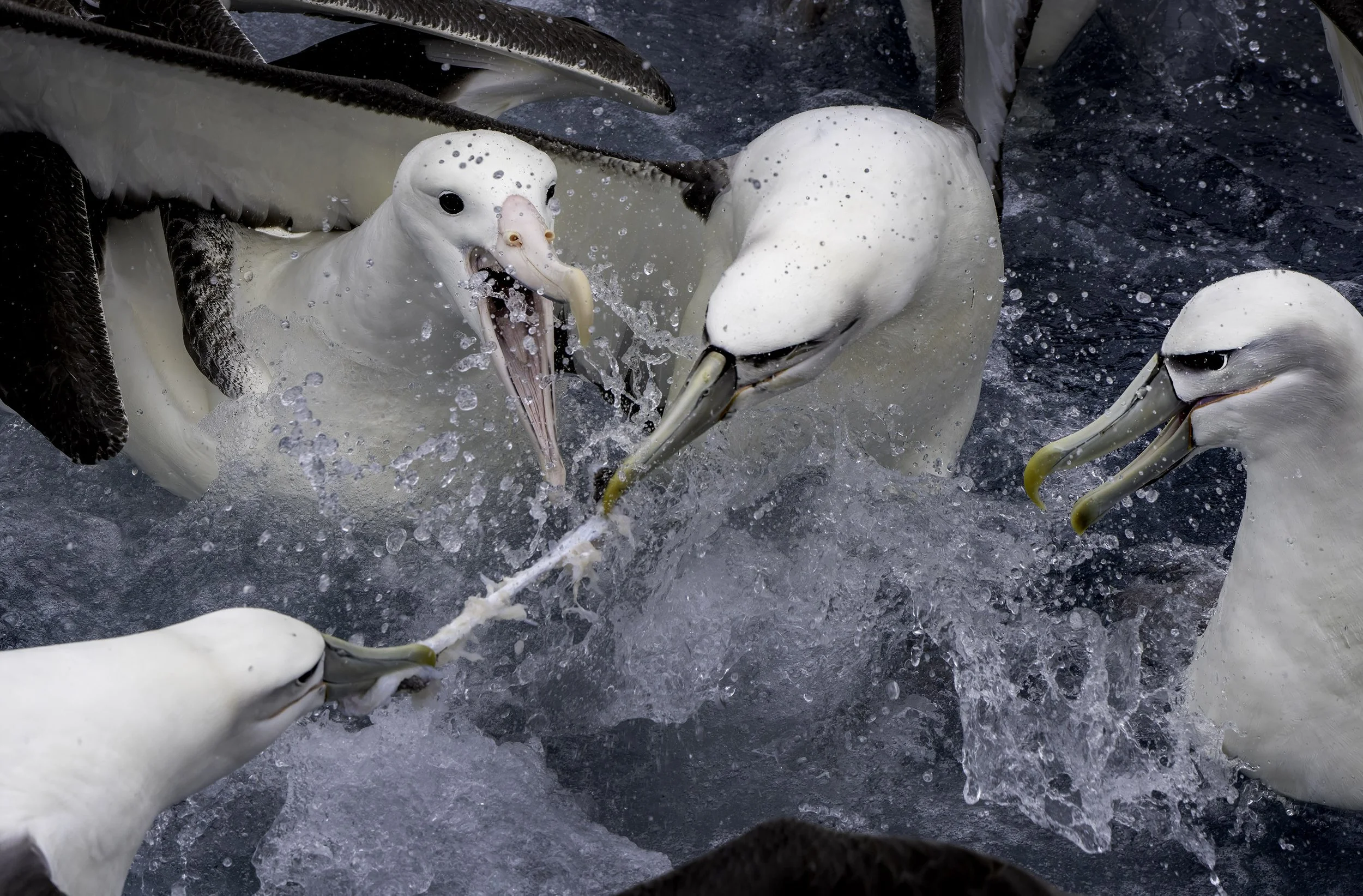 Southern Royal Albatross, White Capped Albatross