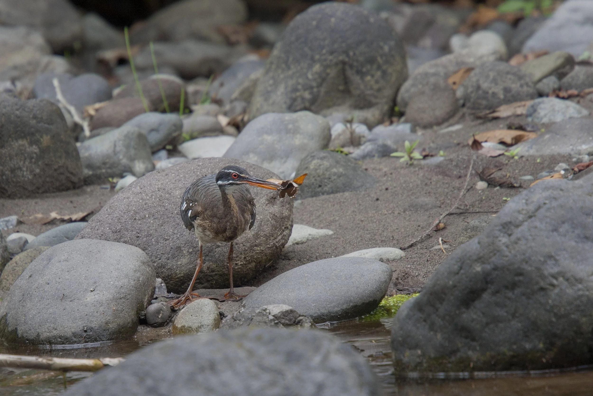 Sunbittern
