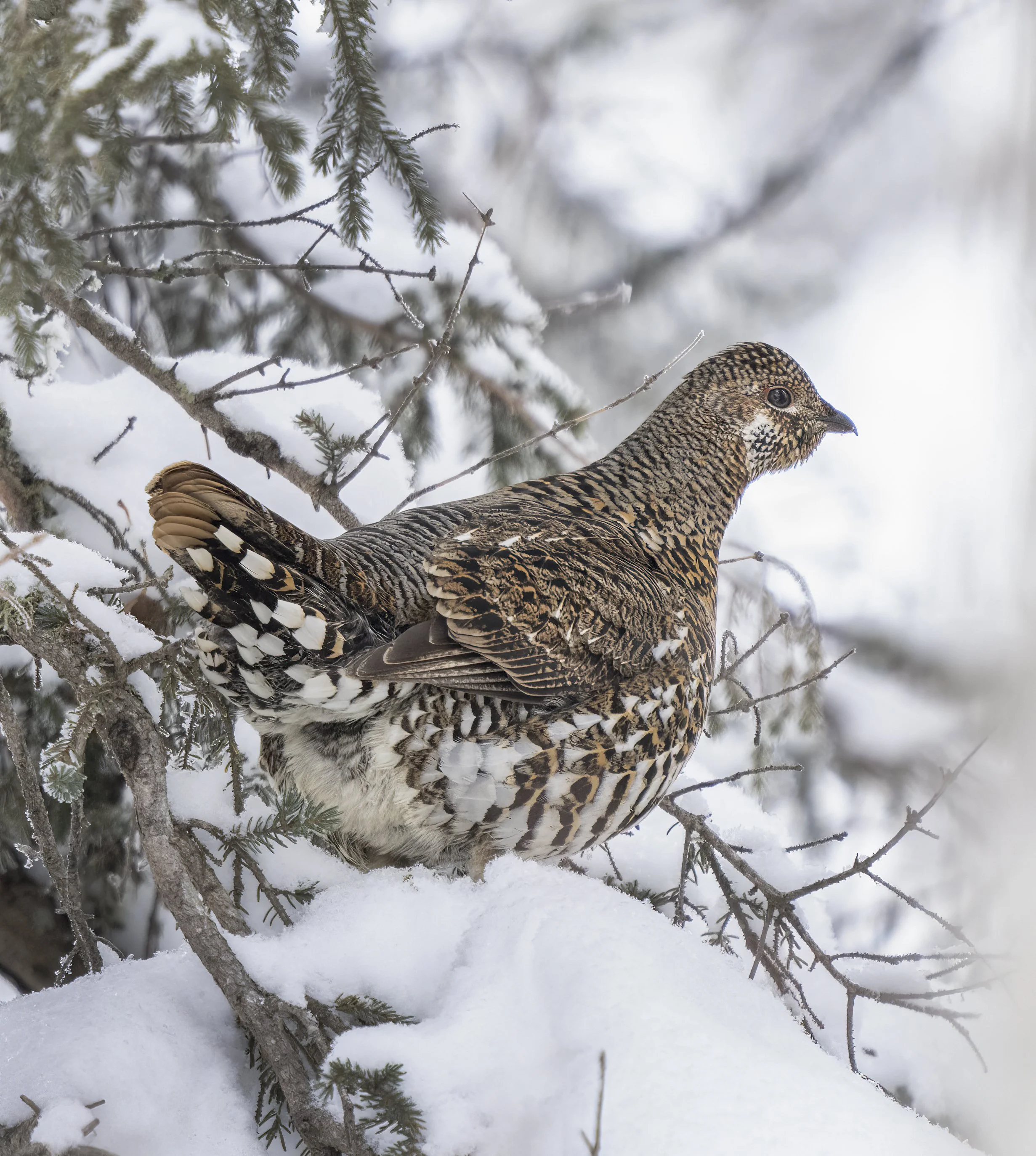 Spruce Grouse