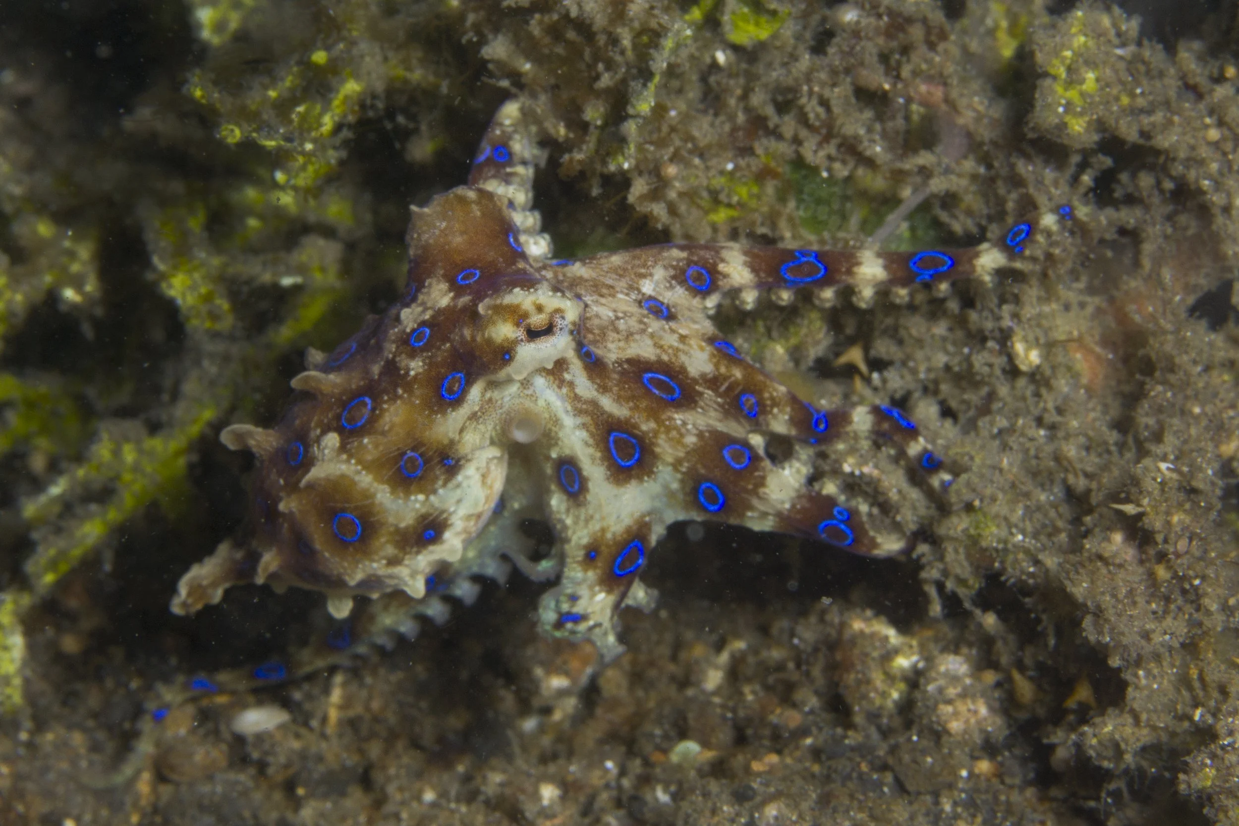 Lembeh_IMG_0117.jpg