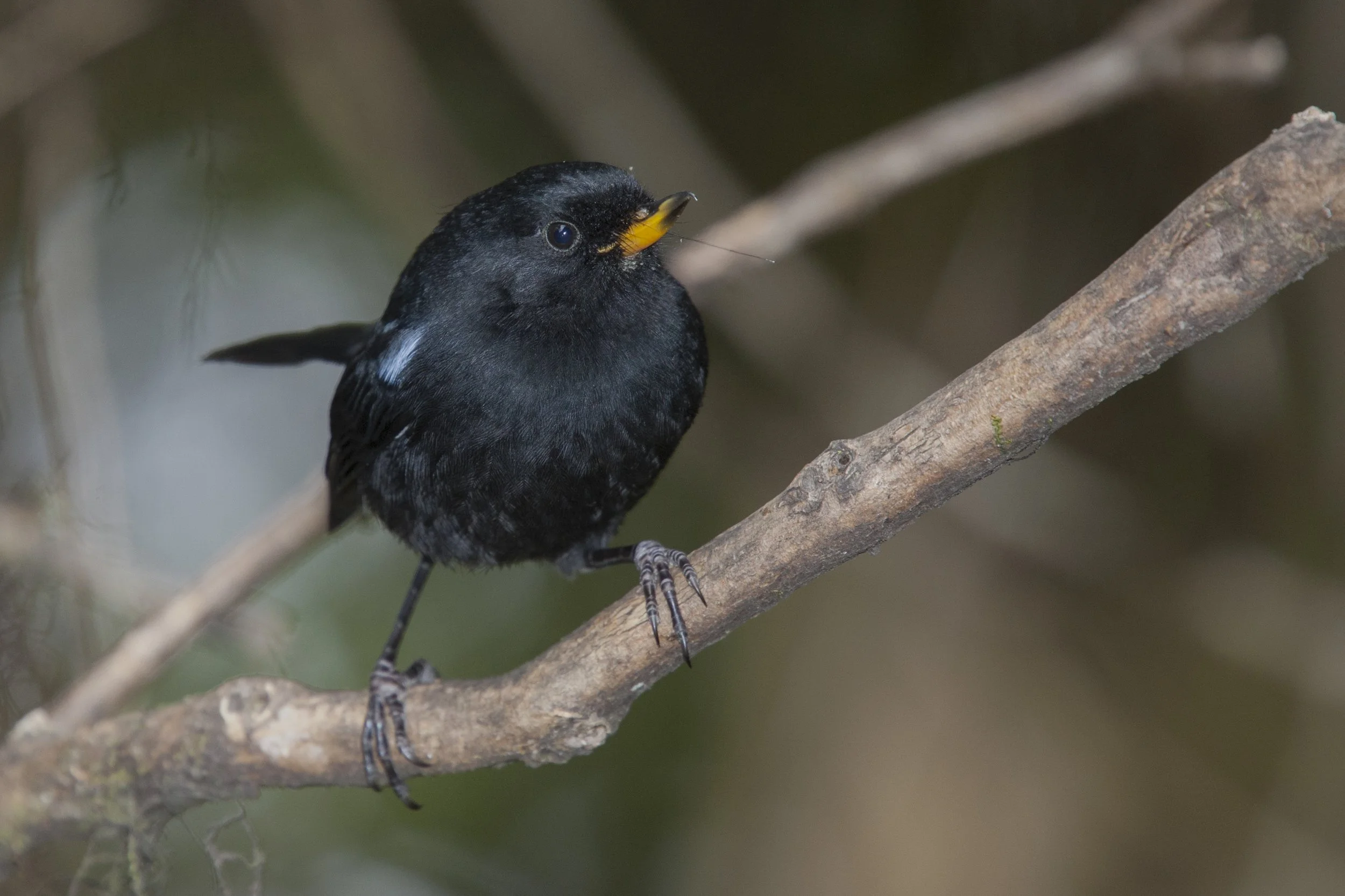 Glossy Flowerpiercer