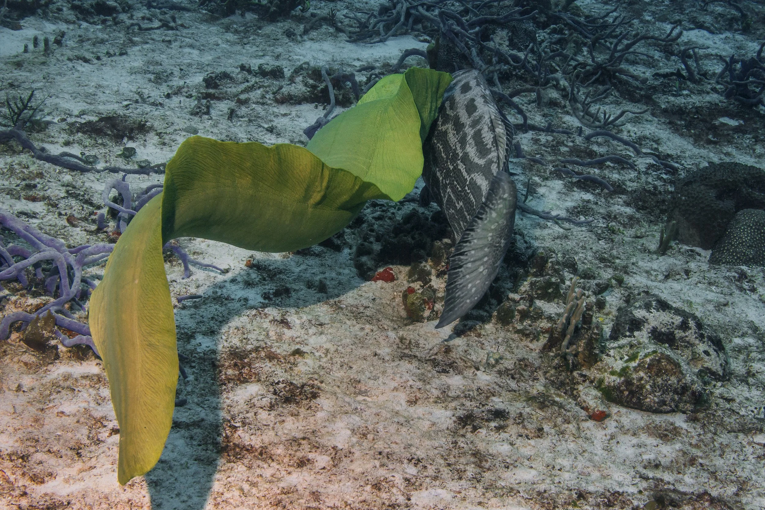 Cozumel_IMG_0430.jpg