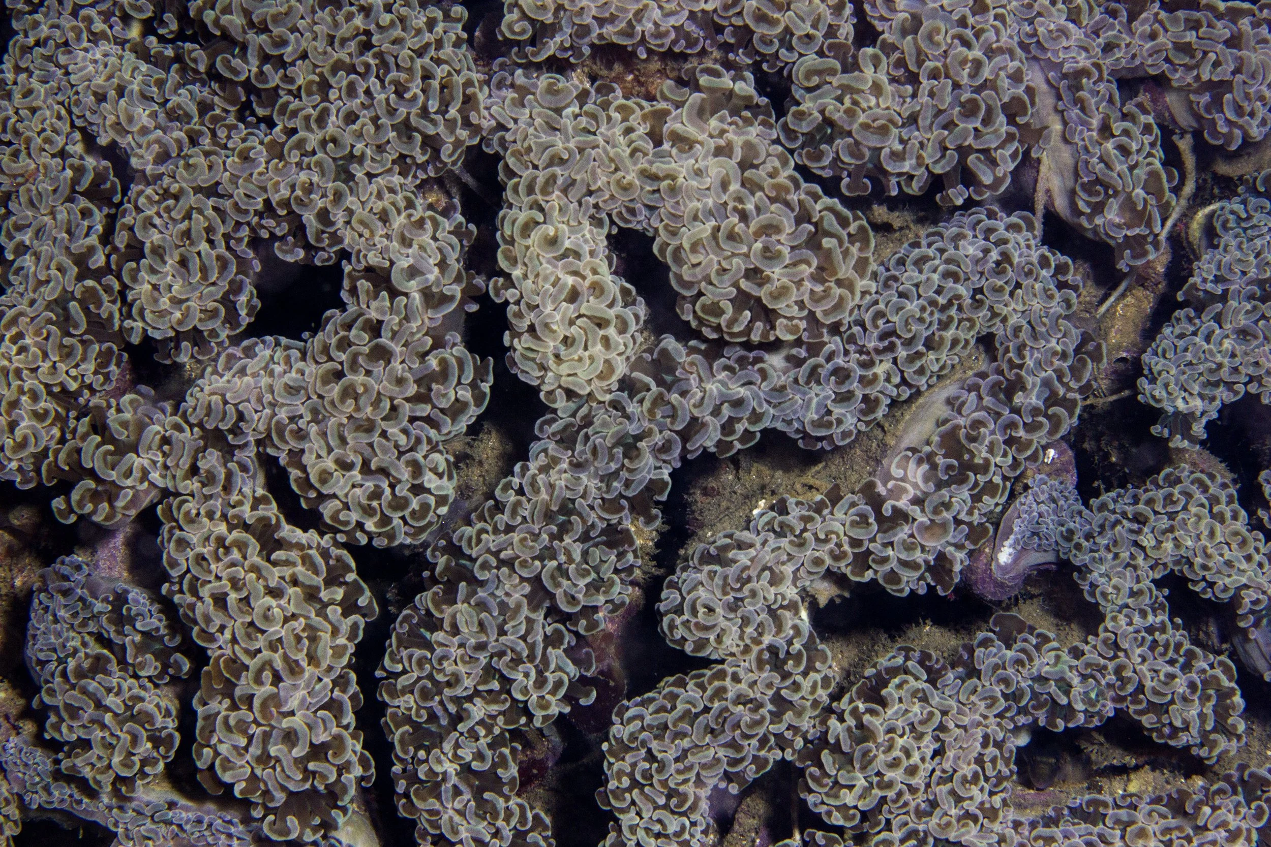 Halmahera_IMG_2576.jpg