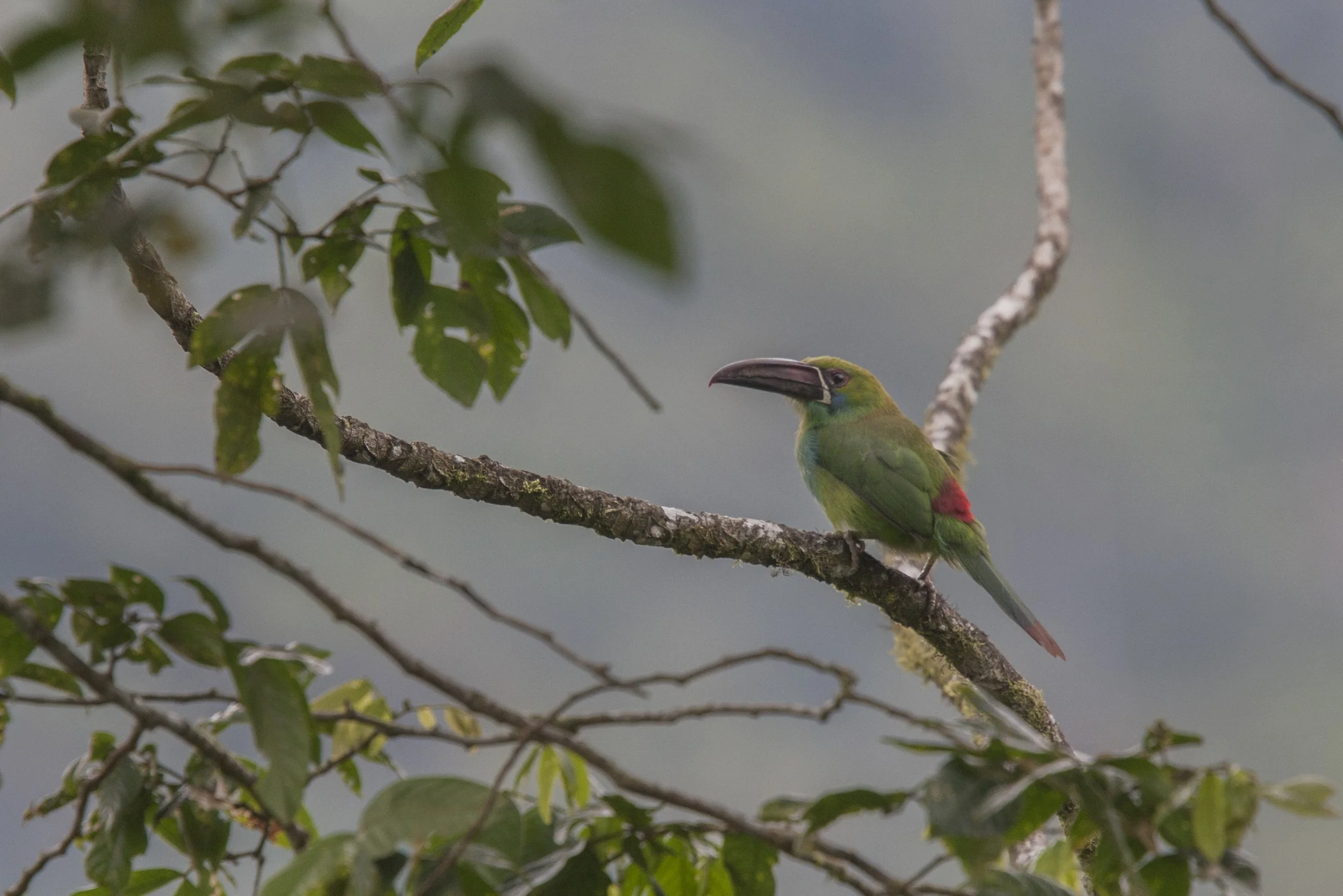 Crimson Rumped Toucanet