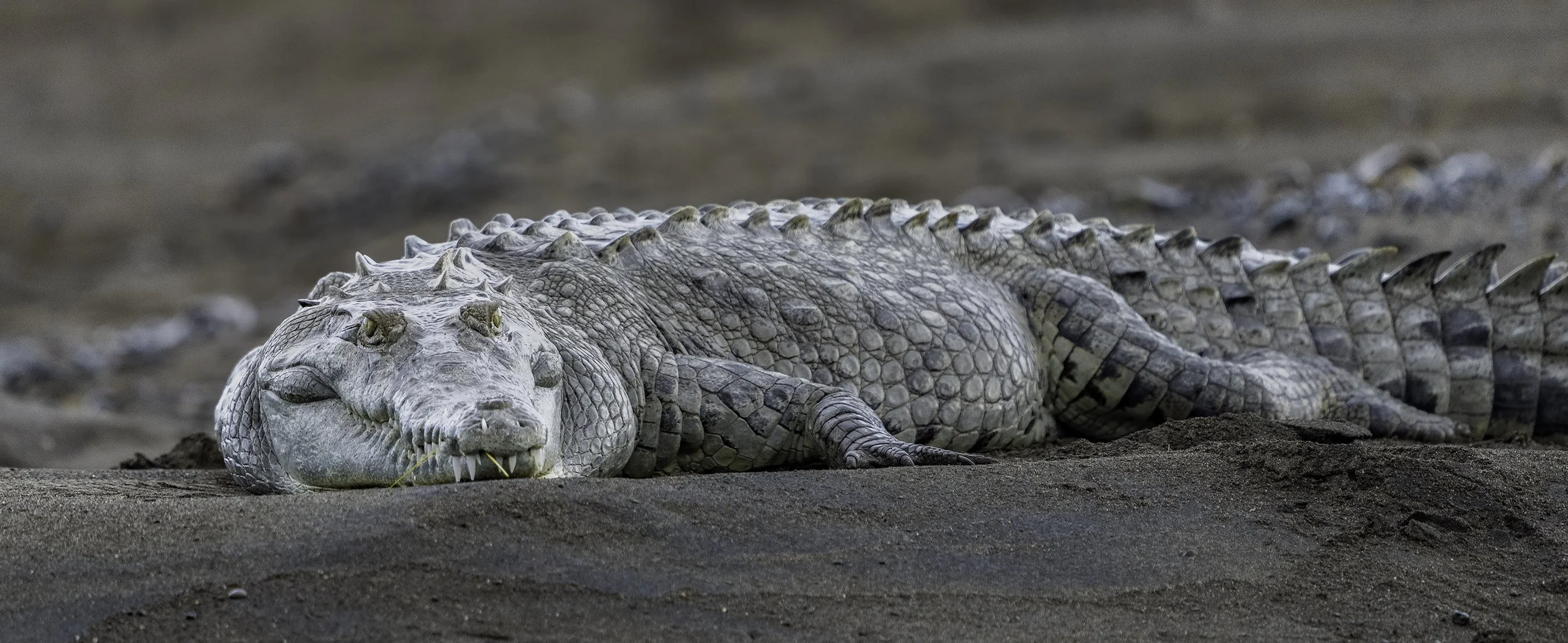 Crocodile, Costa Rica