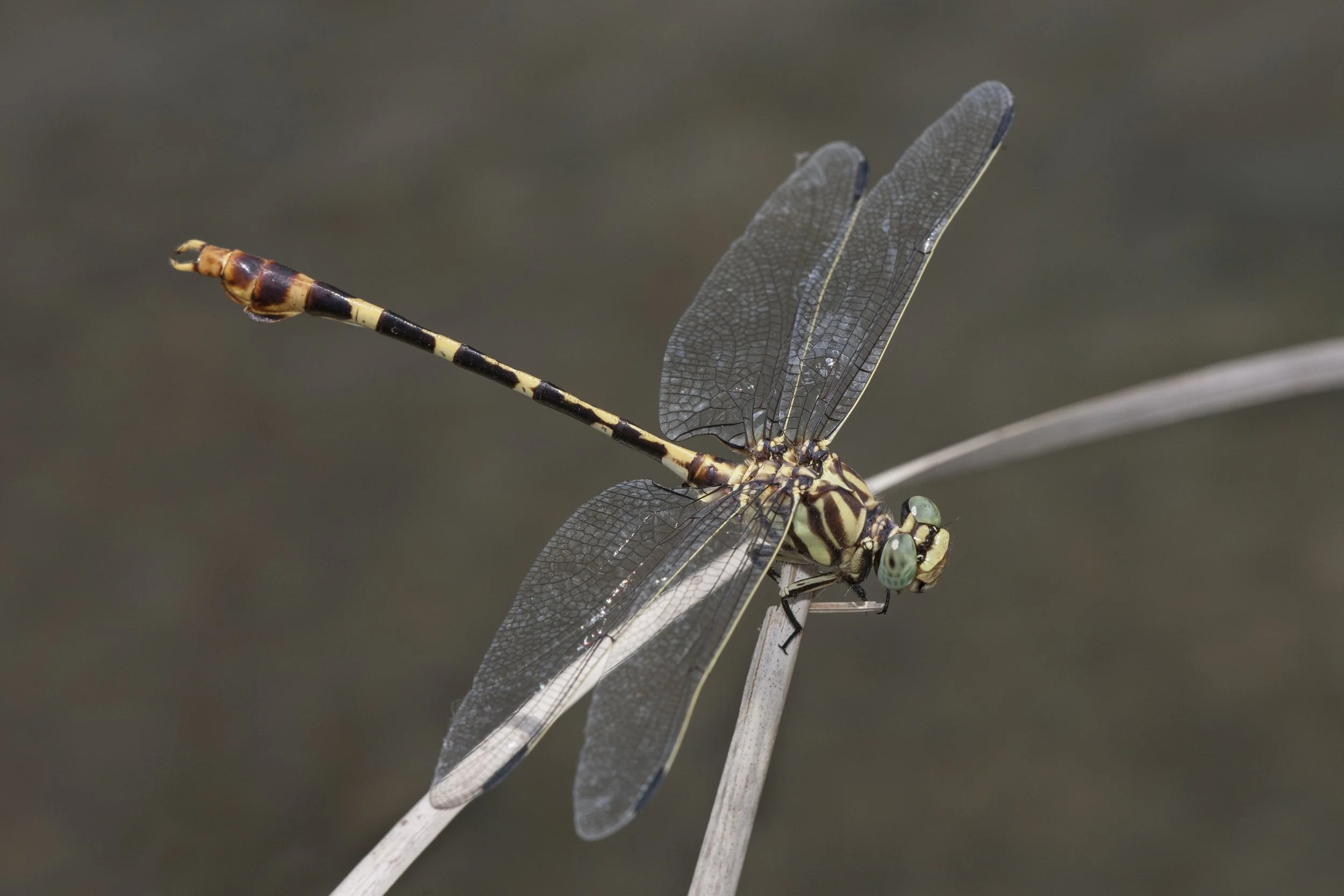 Four-striped Leaftail (Phyllogomphoides stigmatus)_DS3_2955.jpg