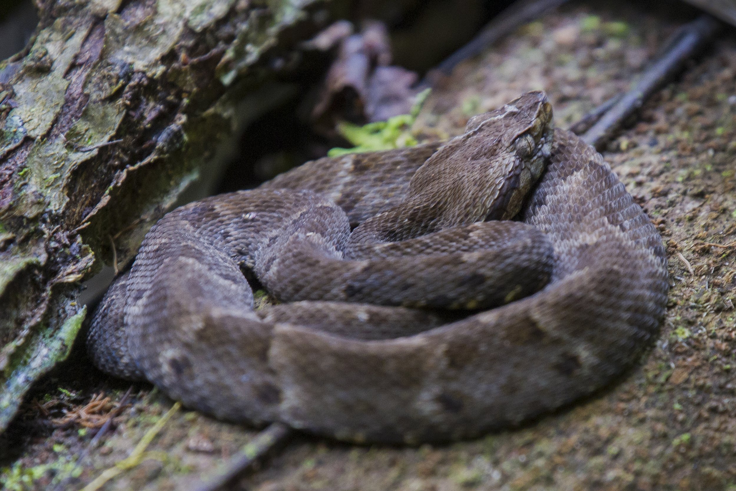 Fer de Lance, Ecuador