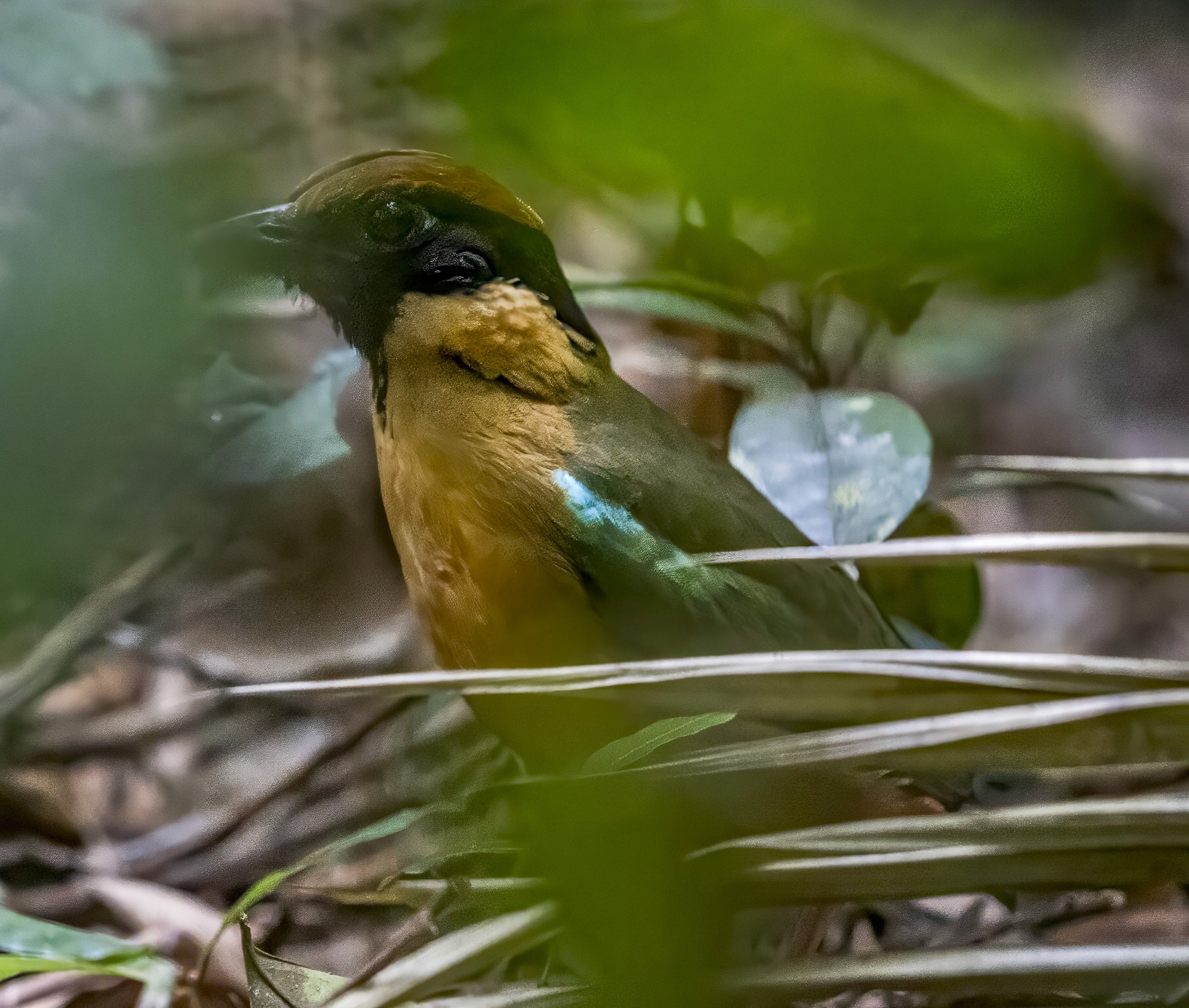 Noisy Pitta