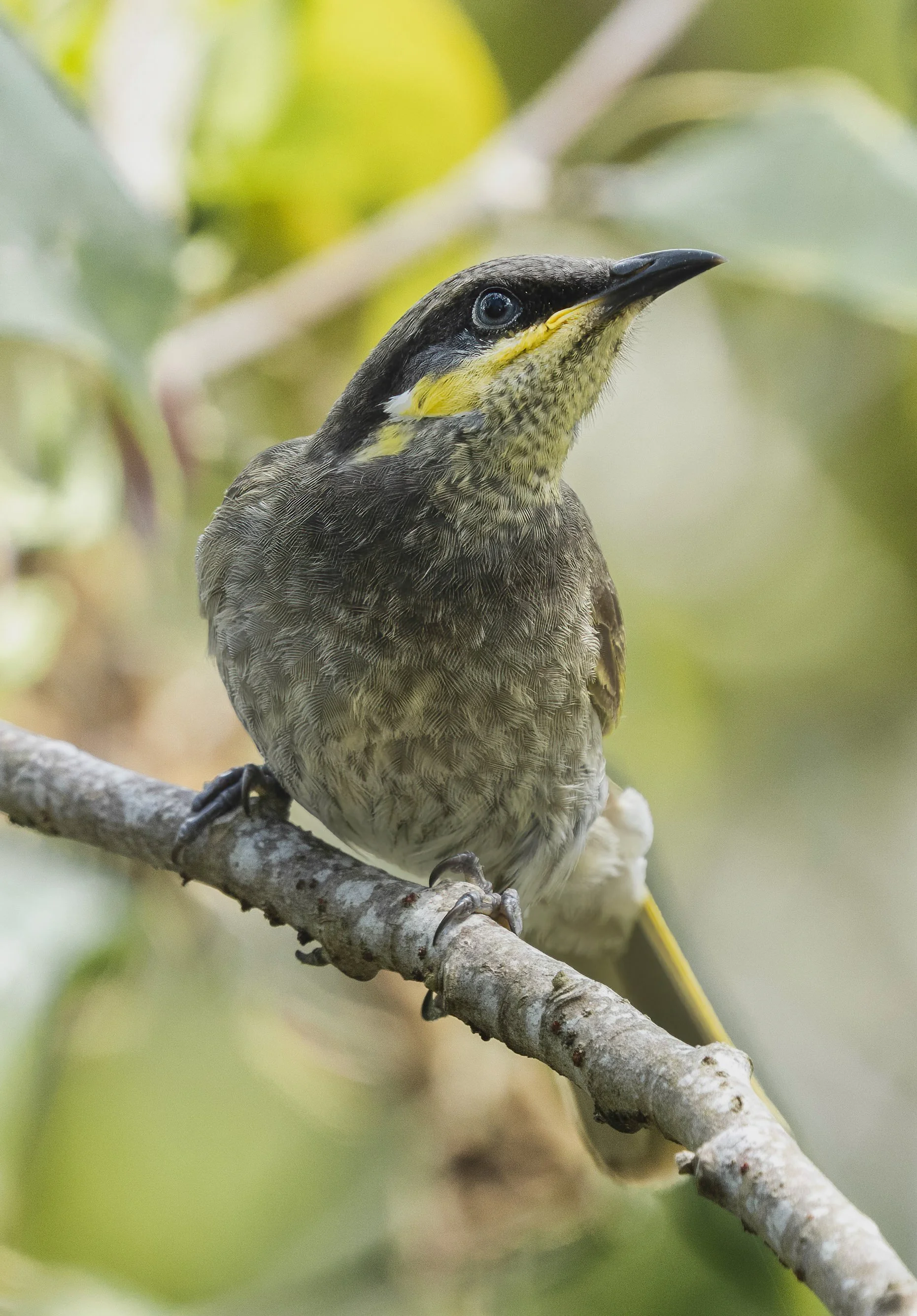 Mangrove Honeyeater