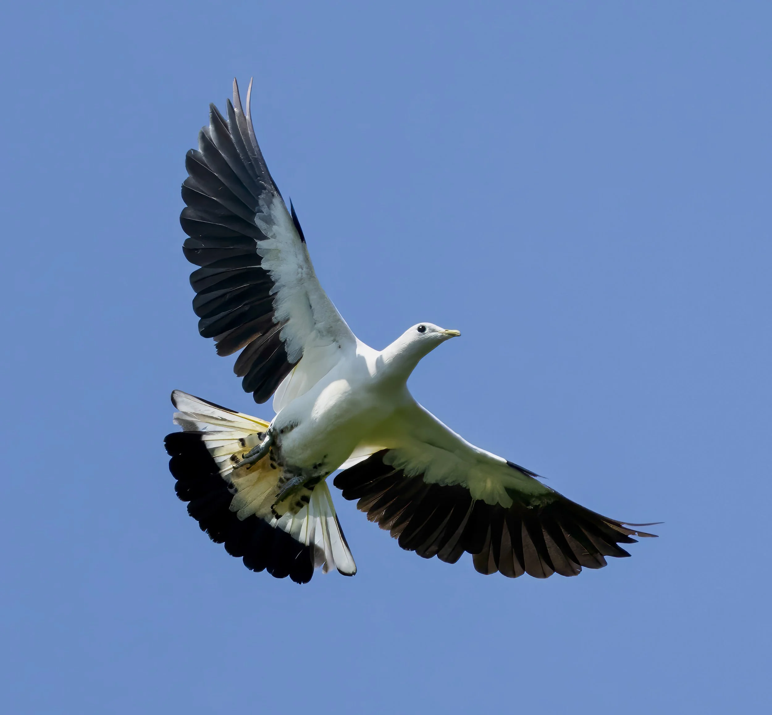 Torresian Imperial Pigeon