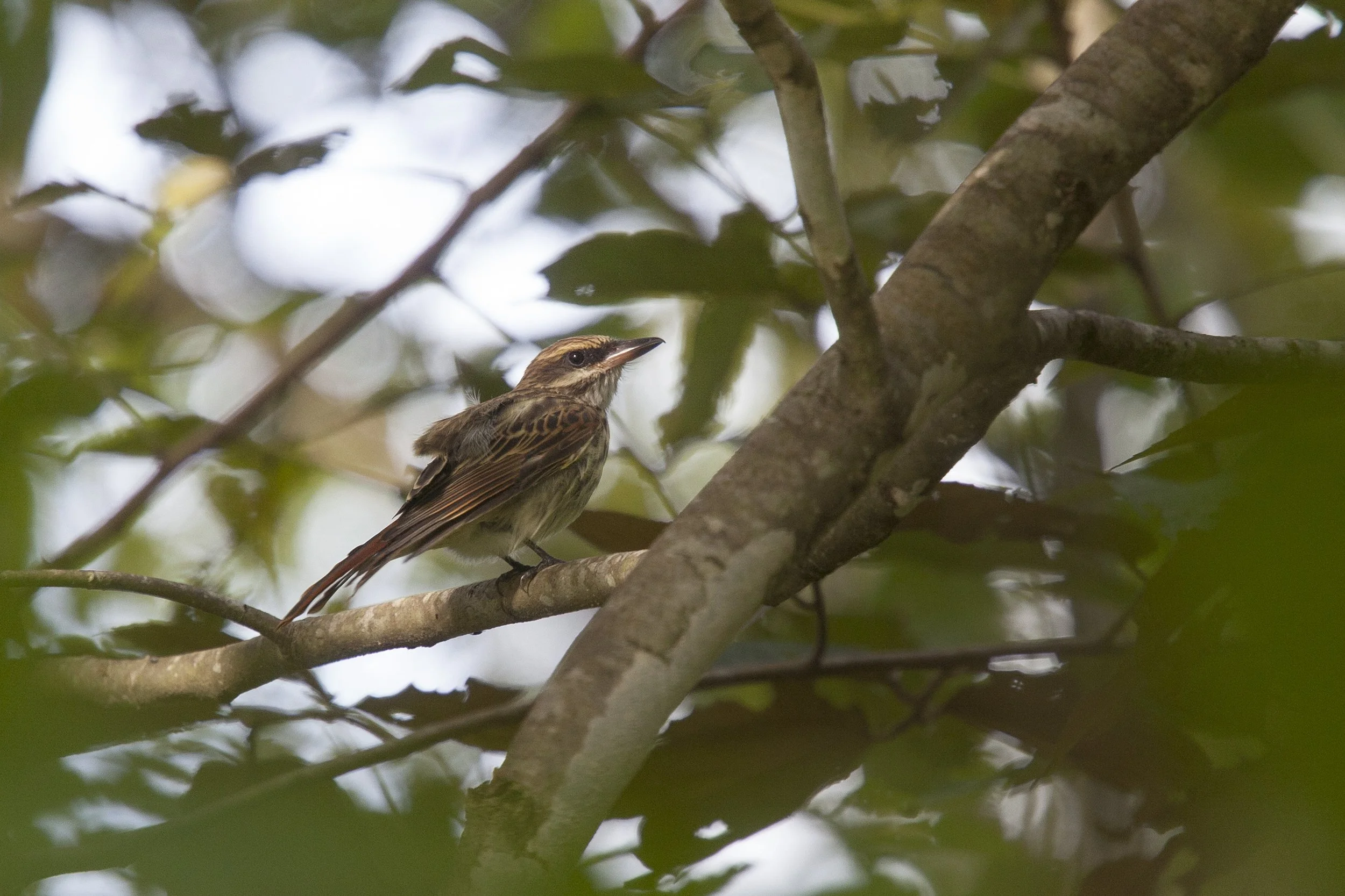Streaked Flycatcher