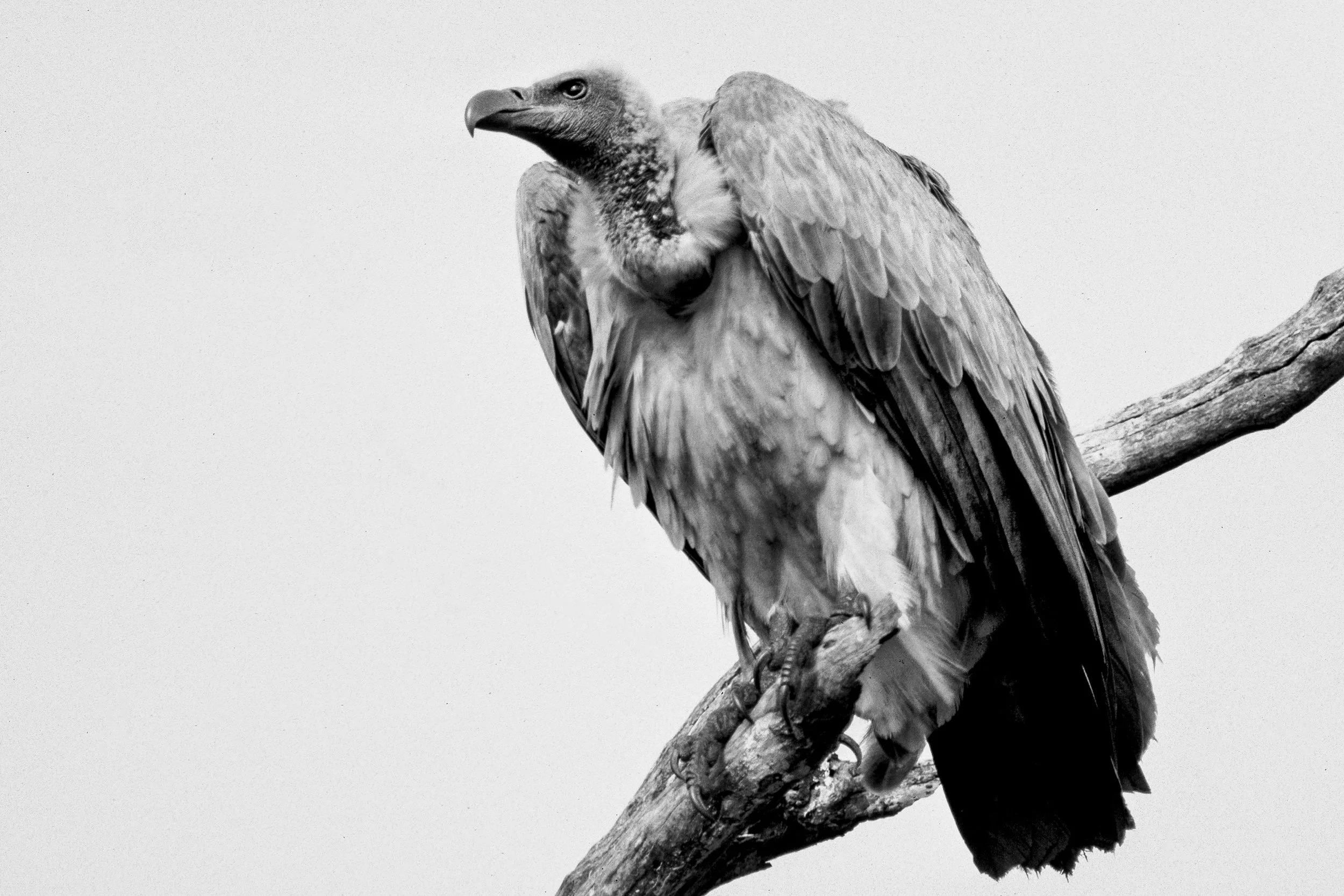 White Backed Vulture