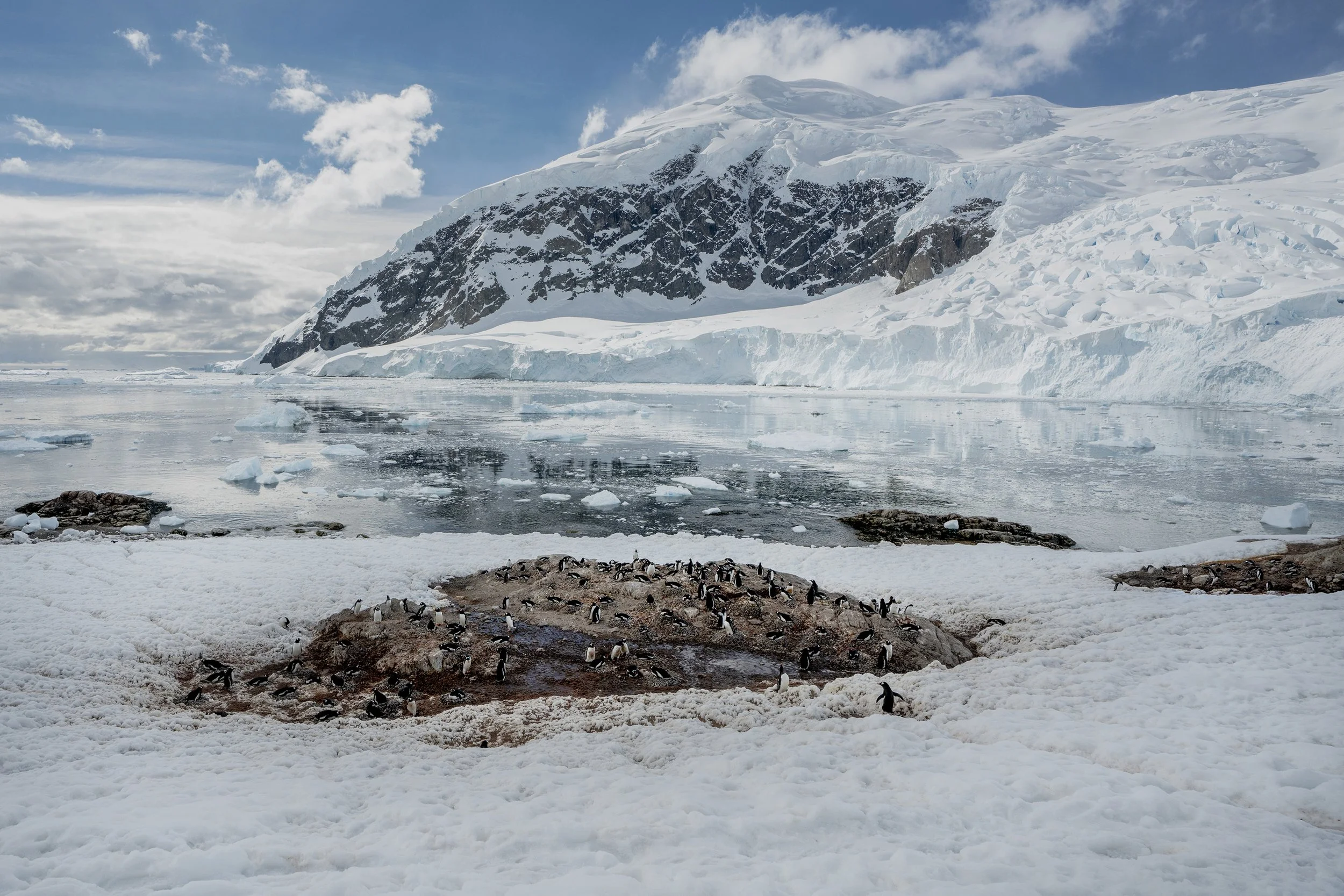 Gentoo Penguin