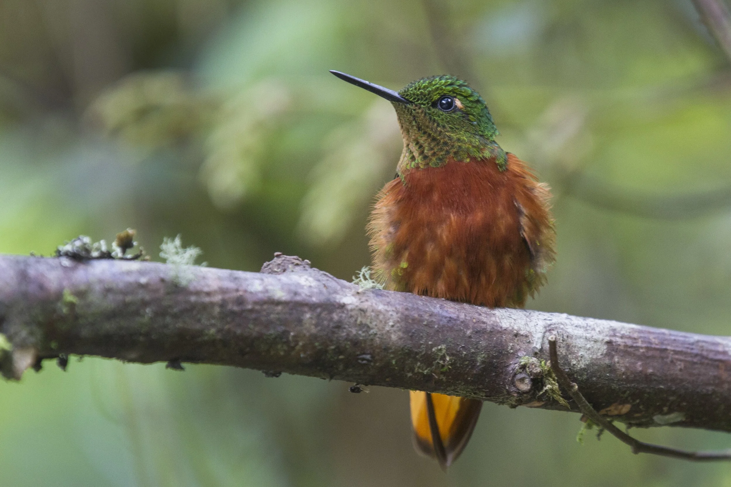 Chestnut Breasted Coronet