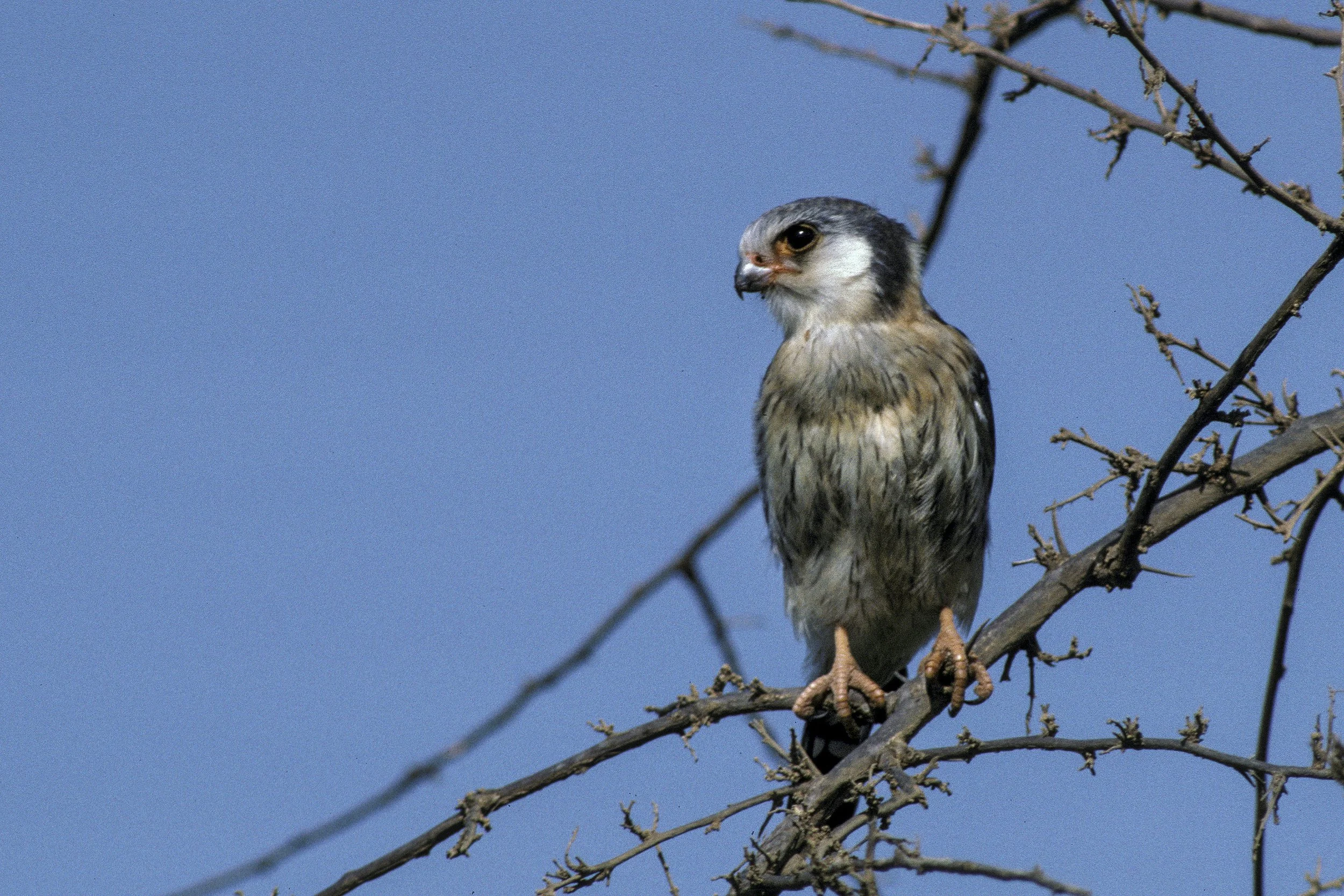 Pygmy Falcon