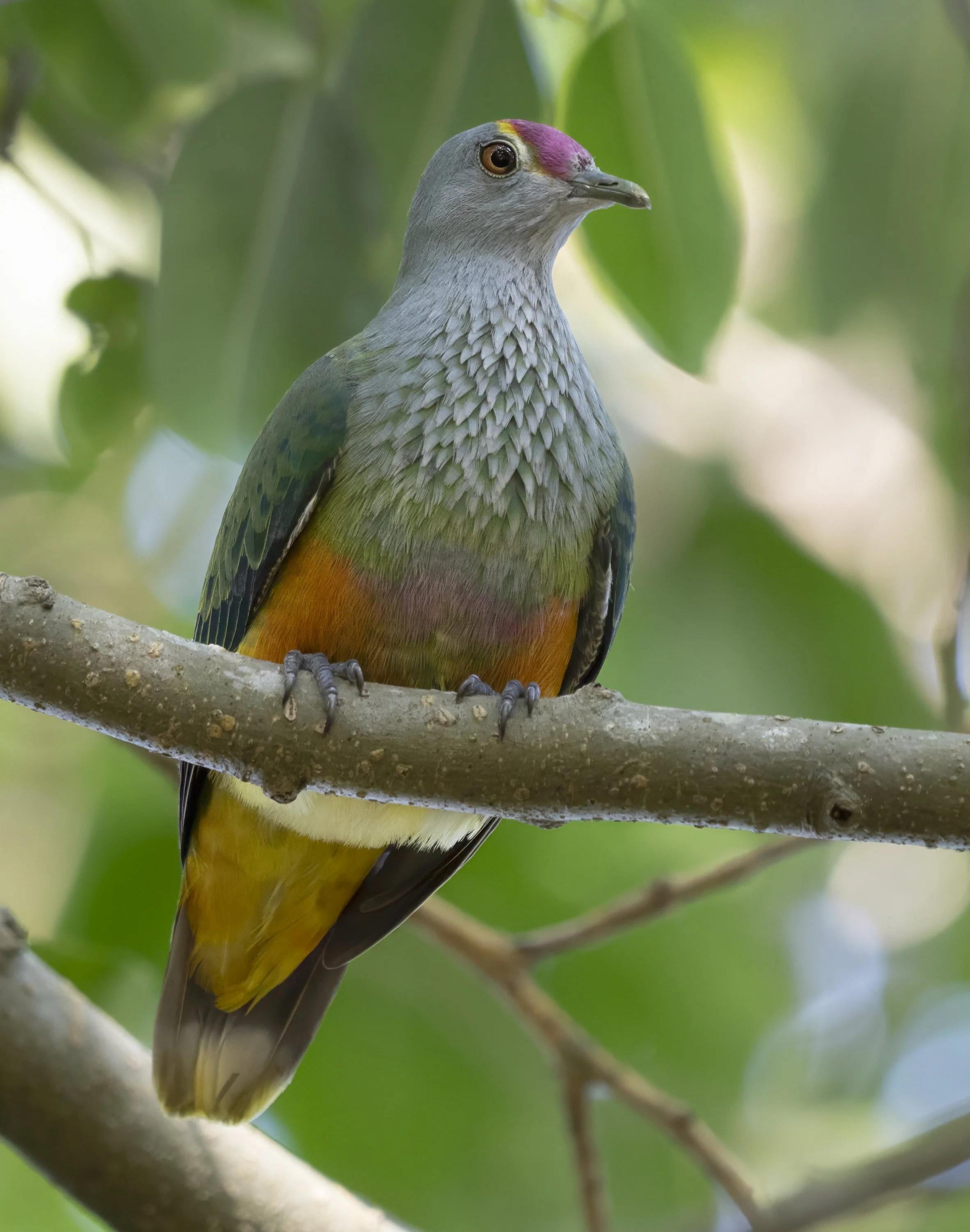 Rose Crowned Fruit Dove