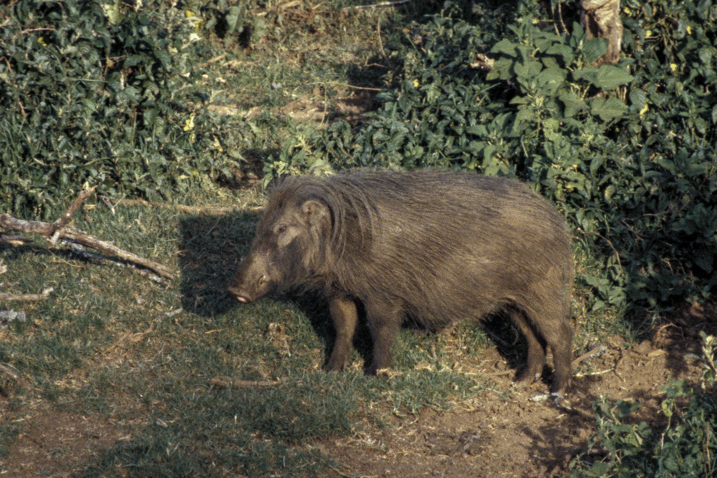 Giant Forest Hog
