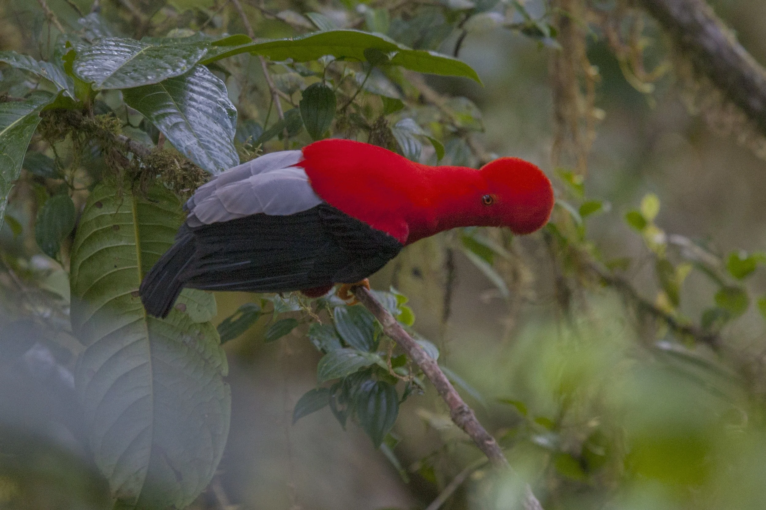 Andean Cock-of-the_Rock