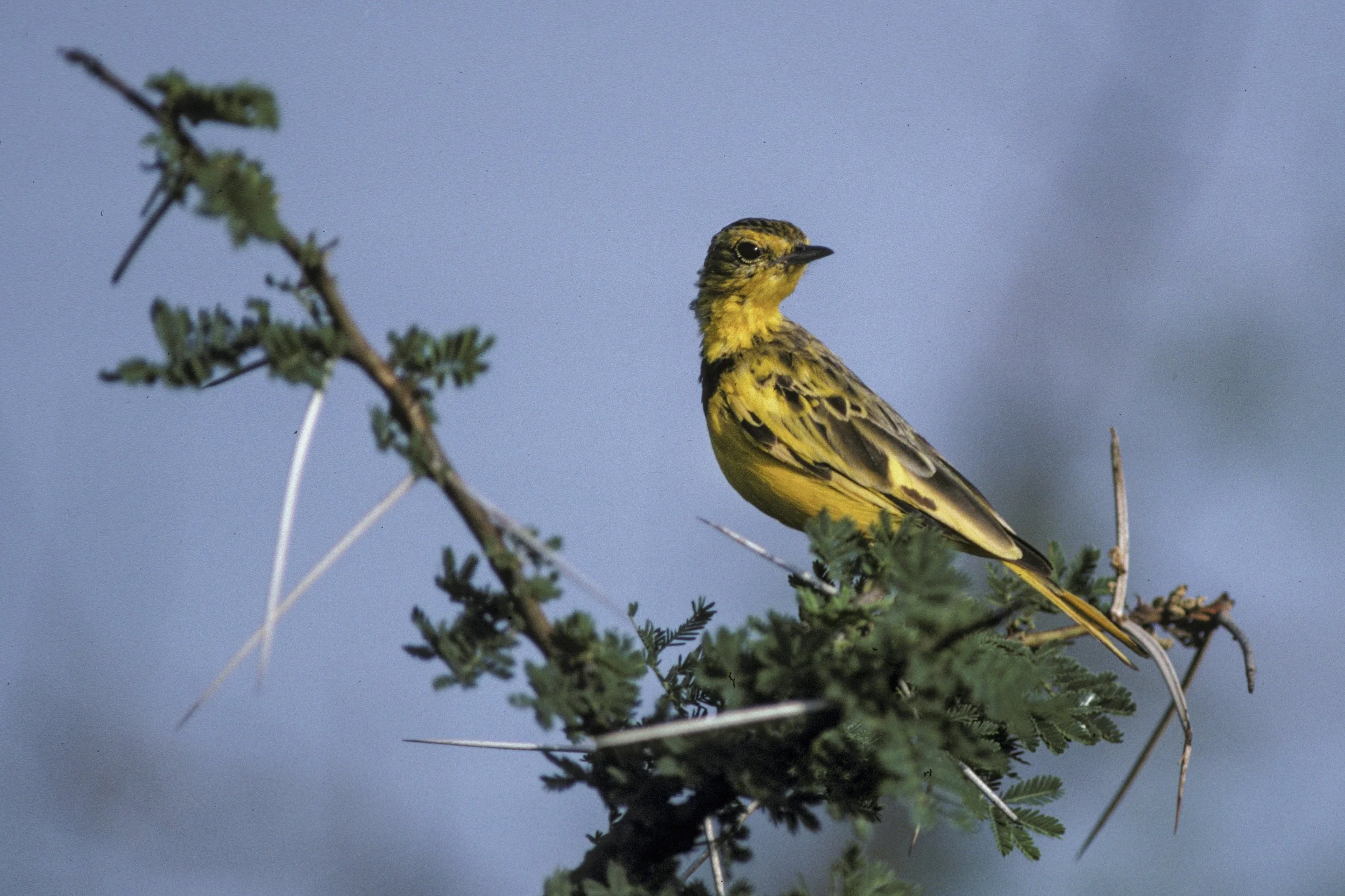 Golden Pipit