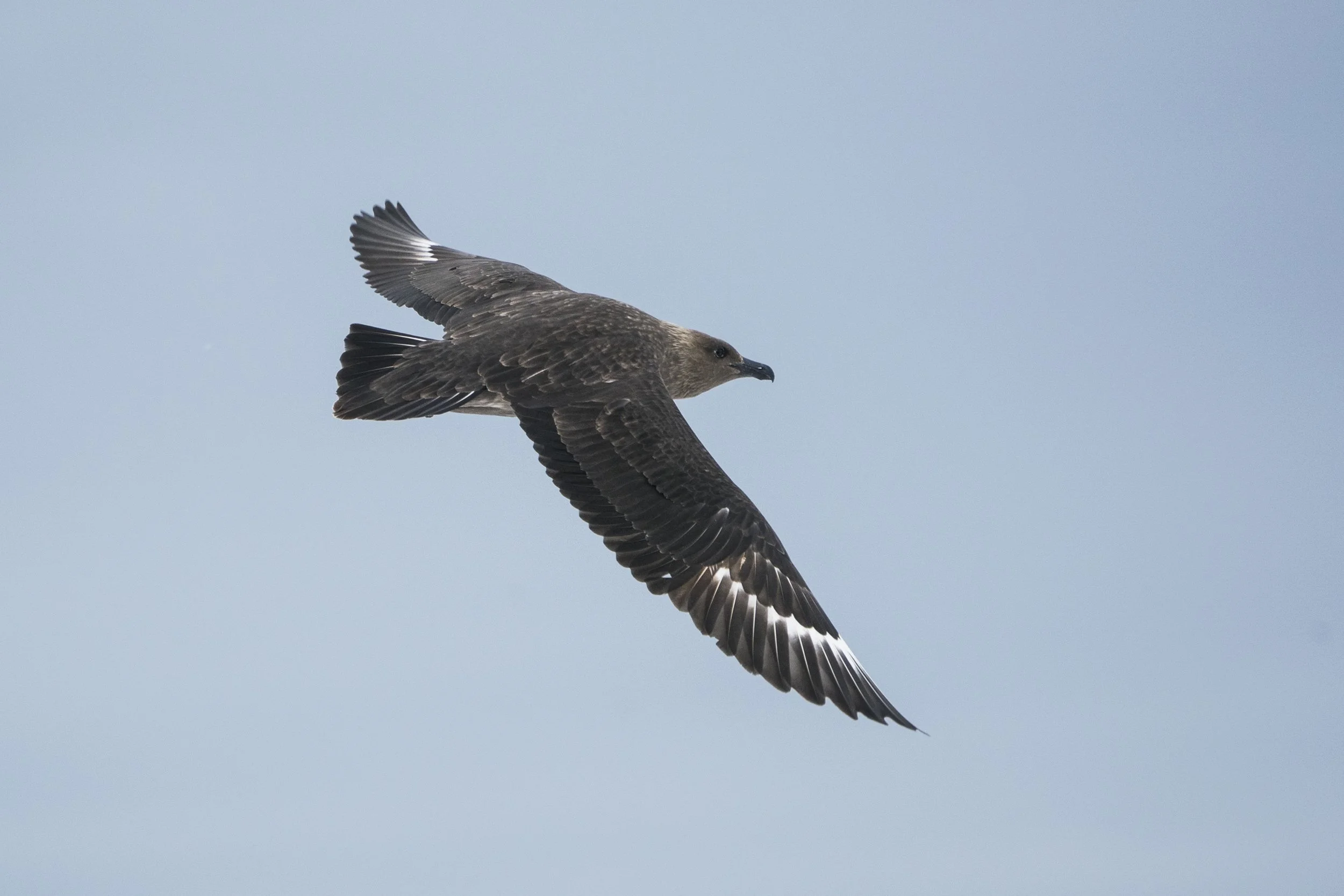 South Polar Skua