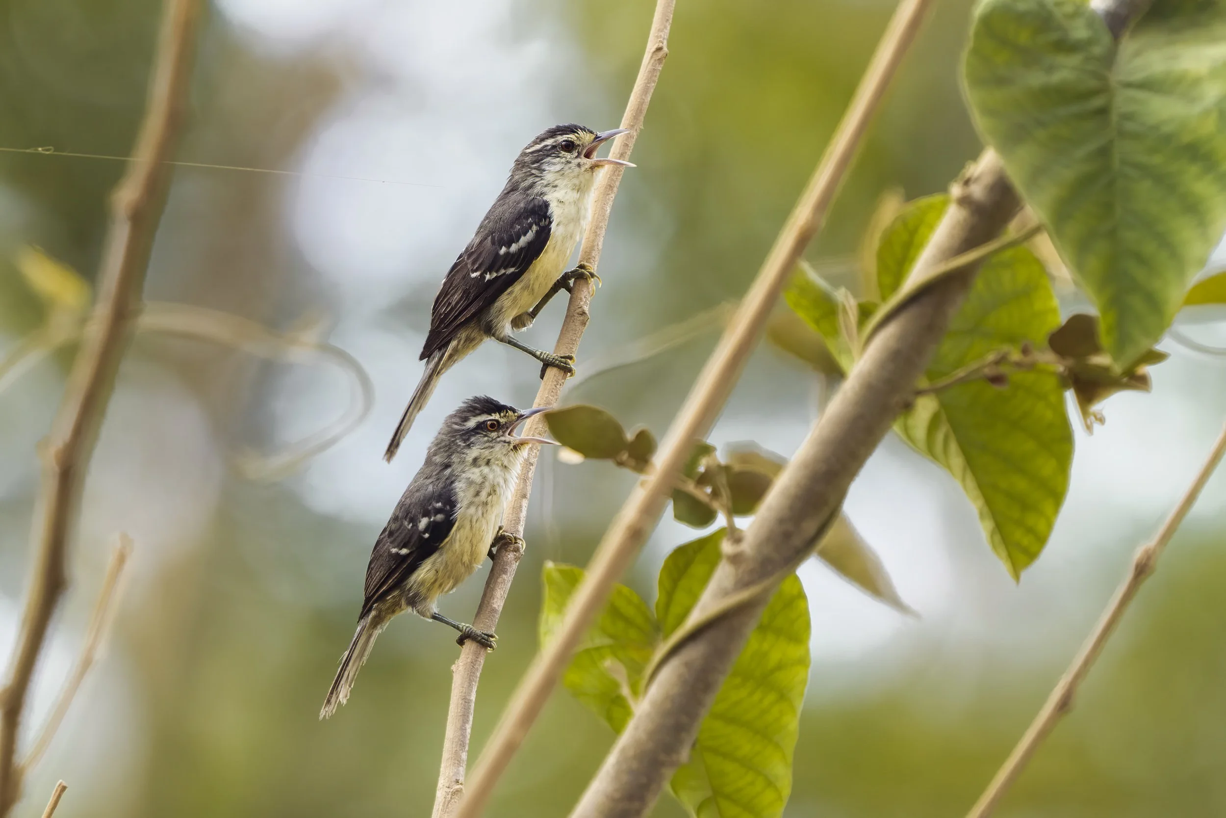 Double Banded Graytail