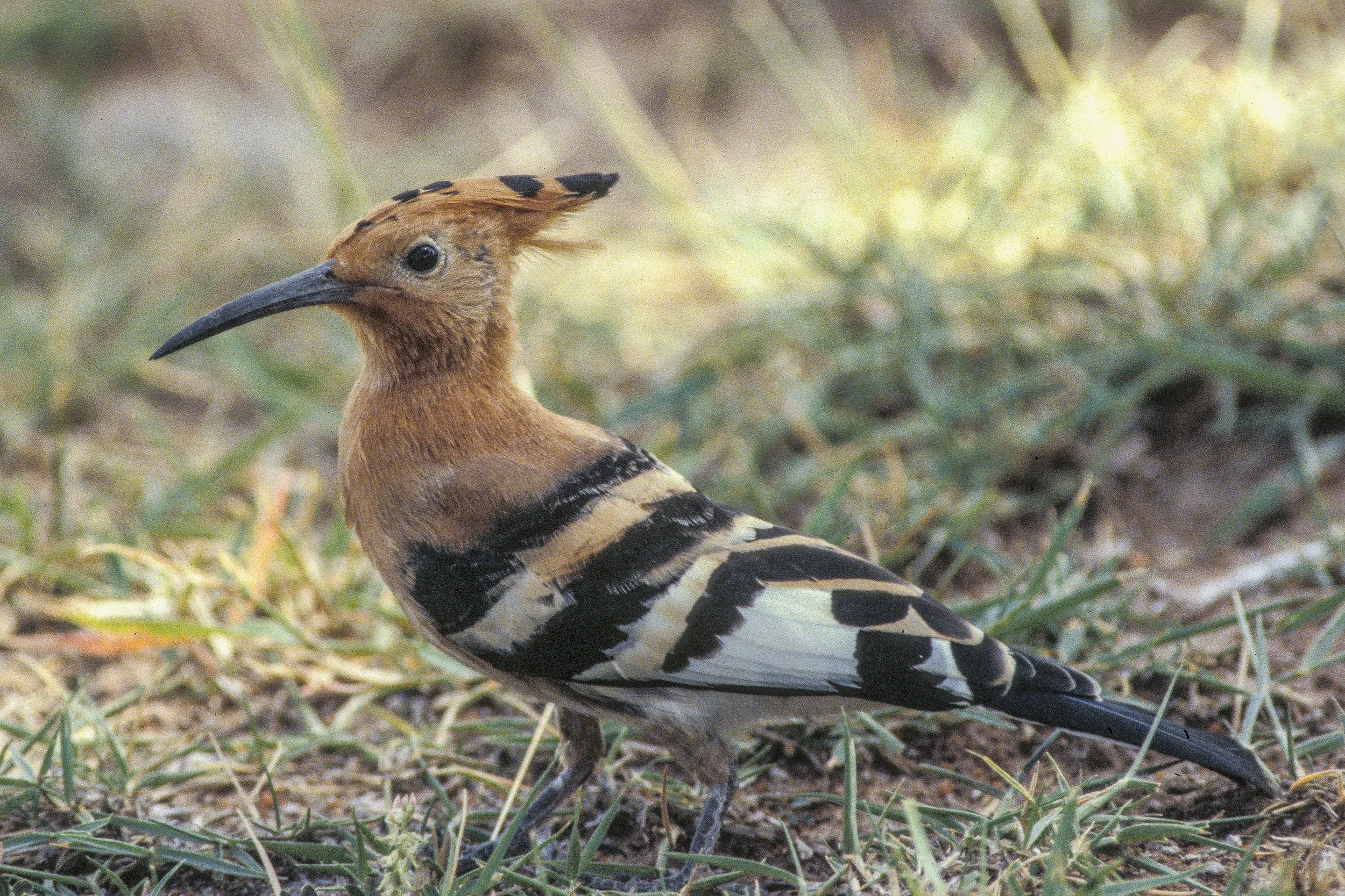 Eurasian Hoopoe