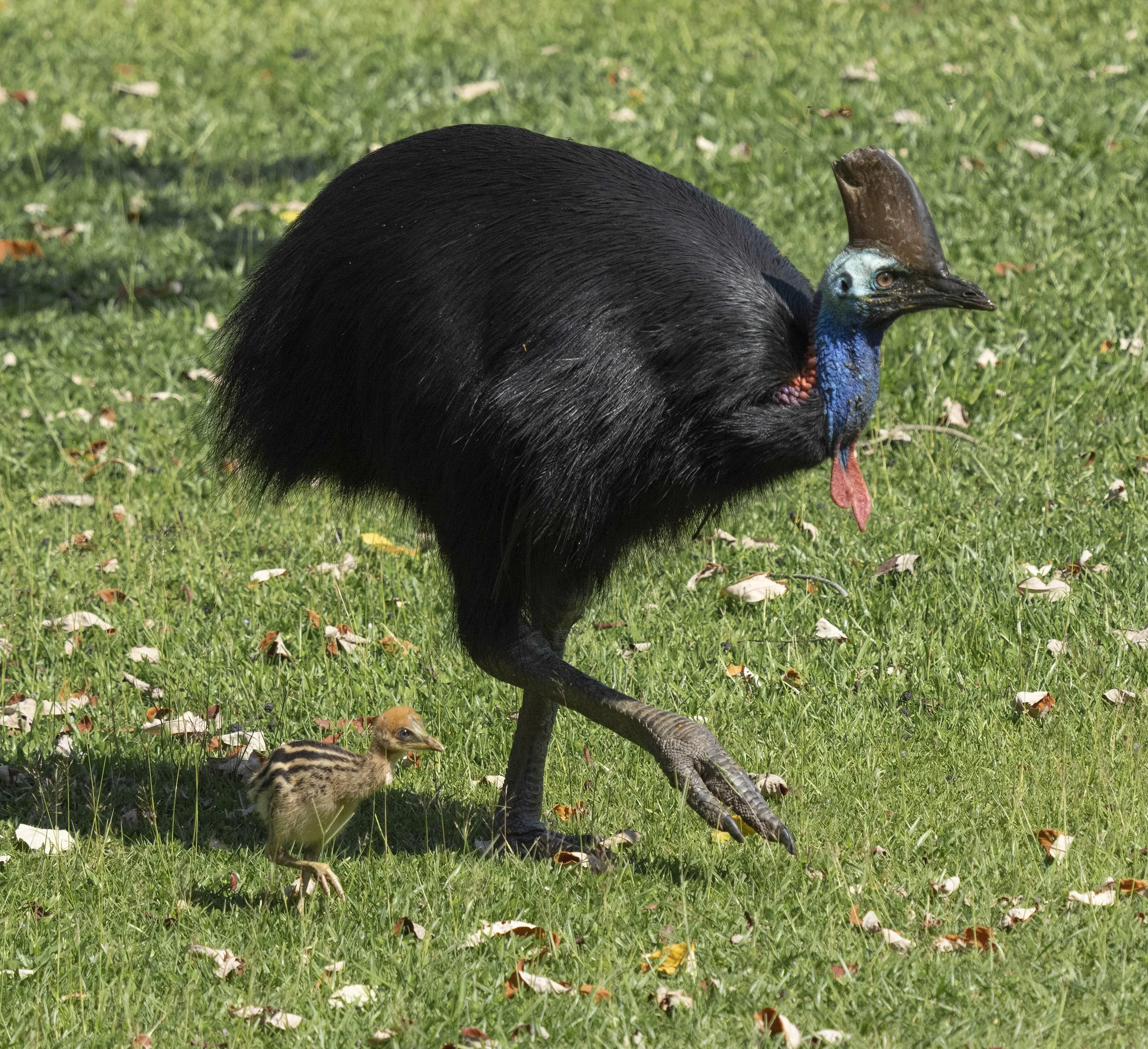 Southern Cassowary