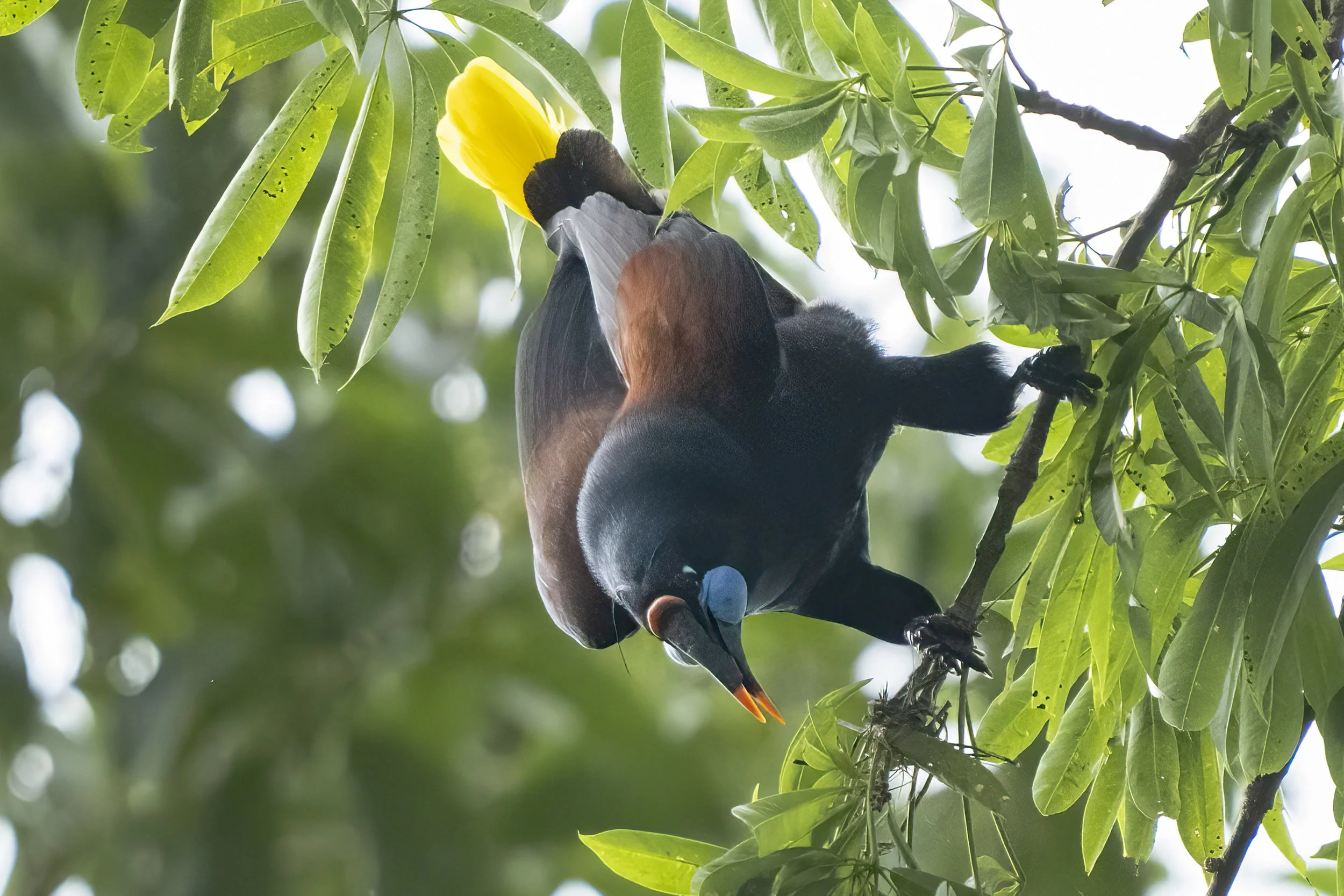 Black Oropendola