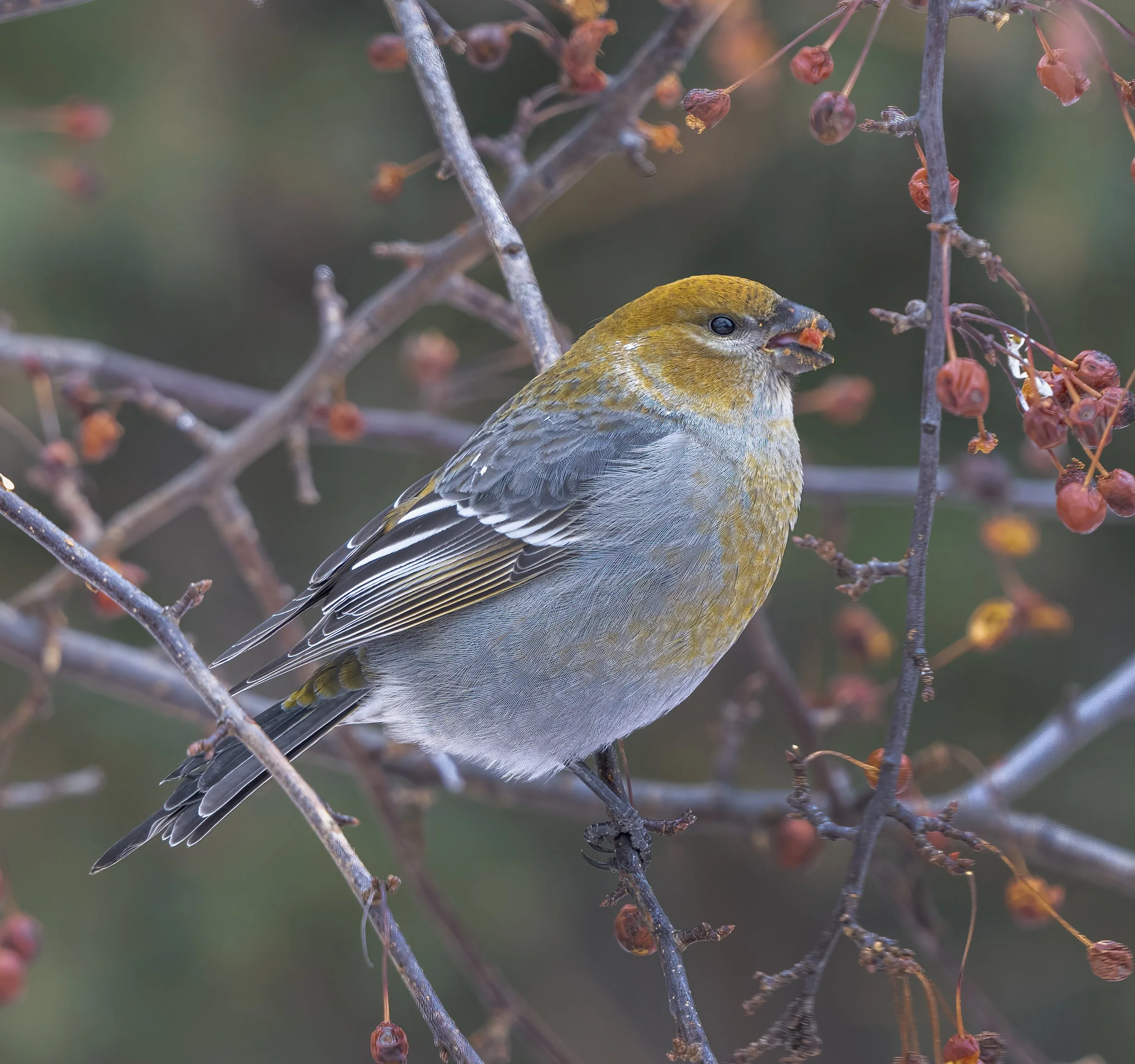 Pine Grosbeak