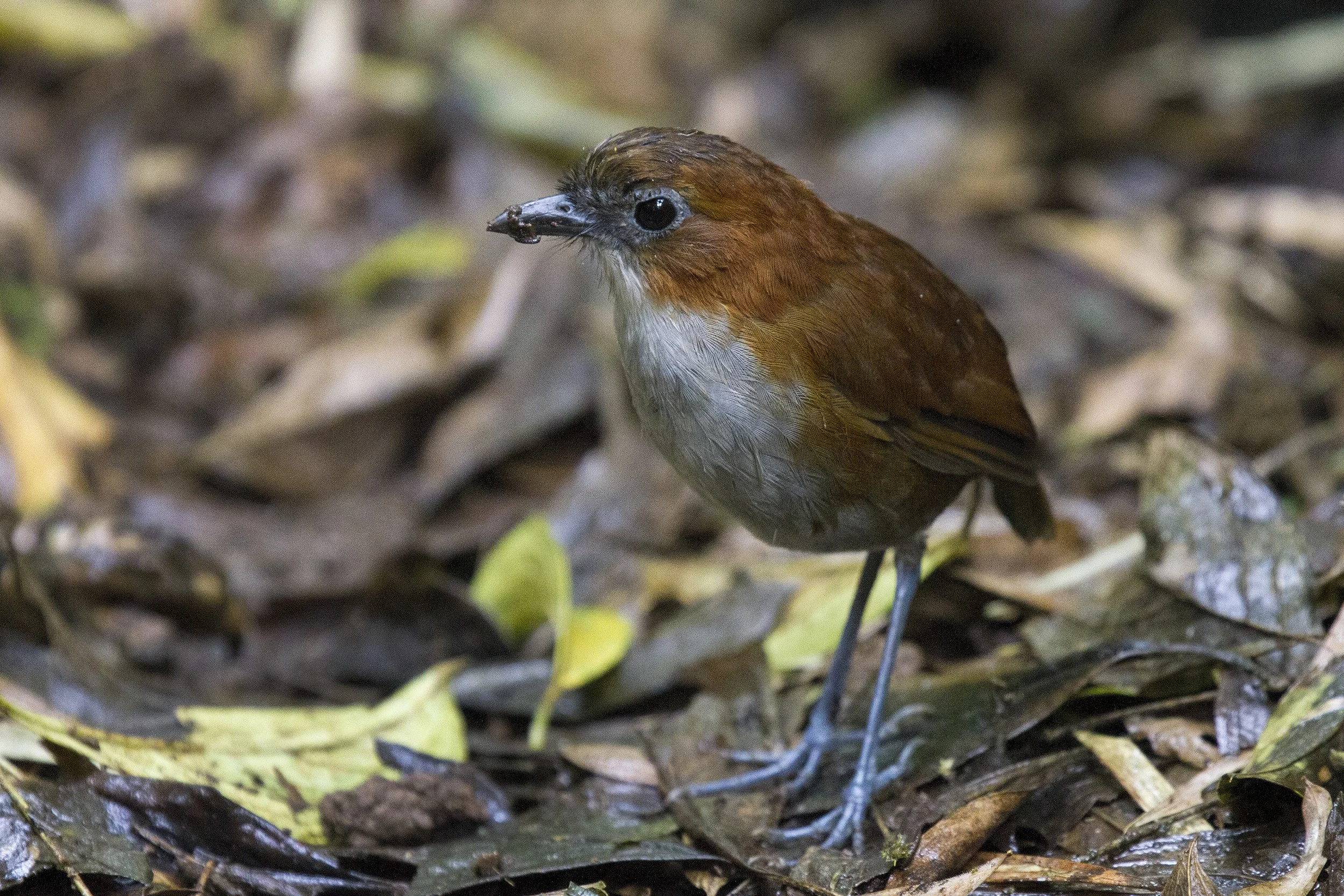 White Bellied Antpitta