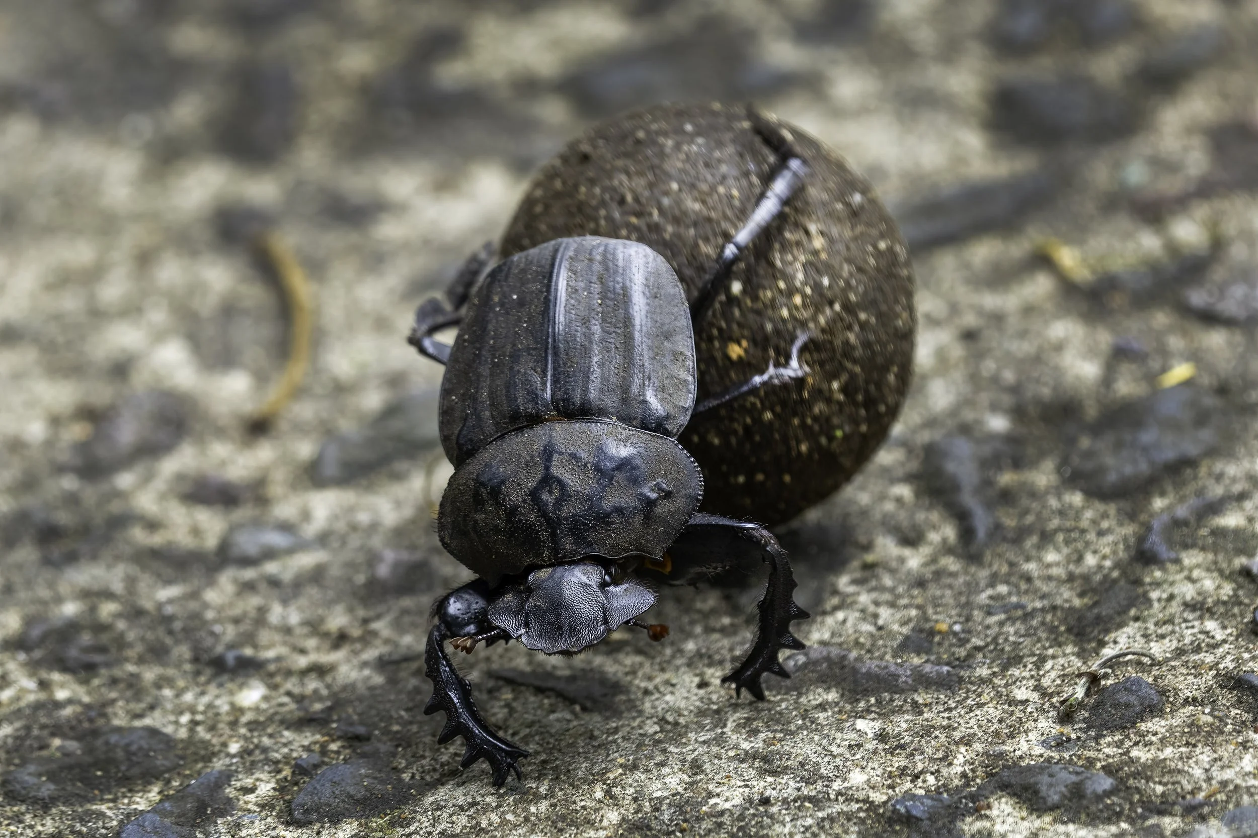 Dung beetle