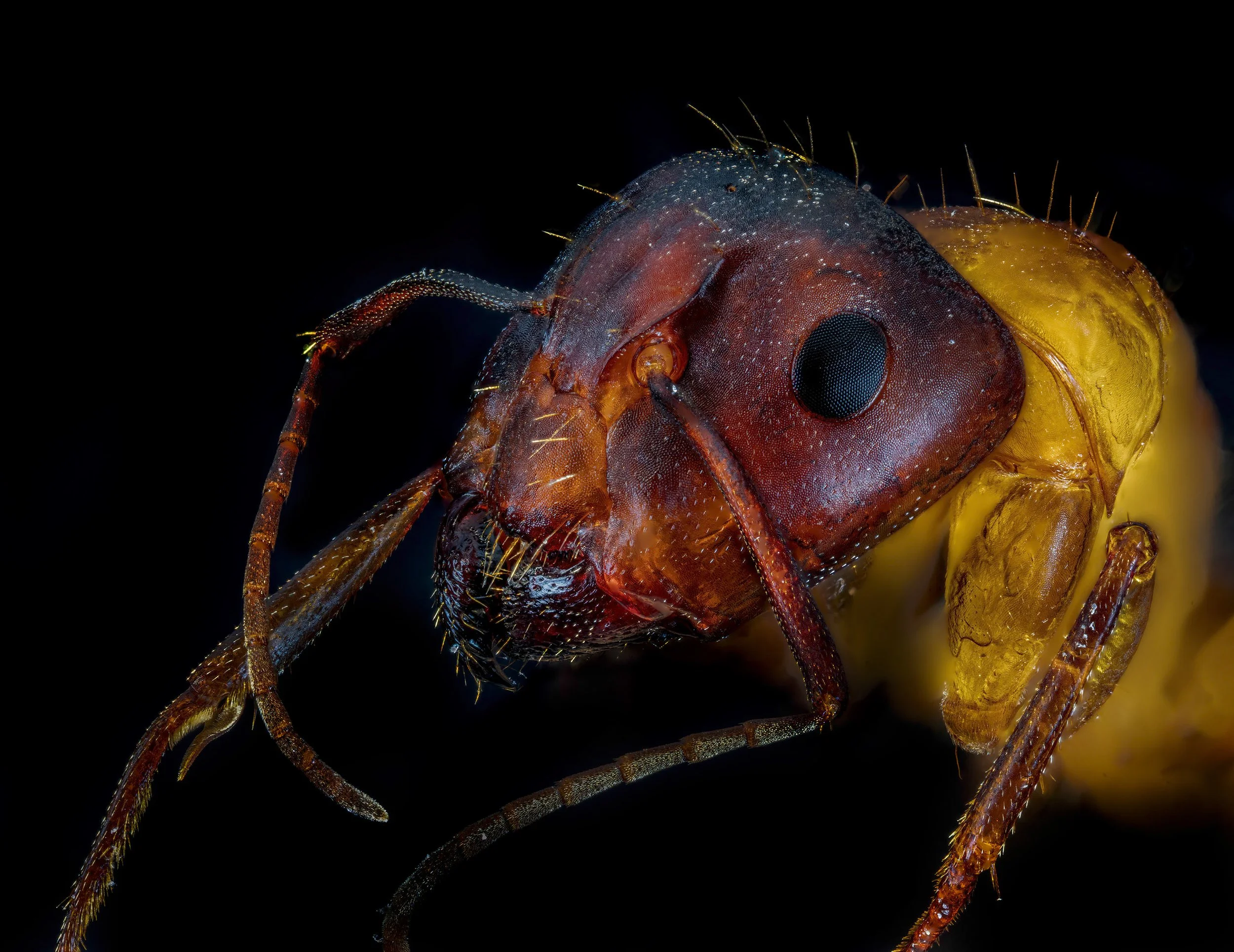 ant_3.jpg