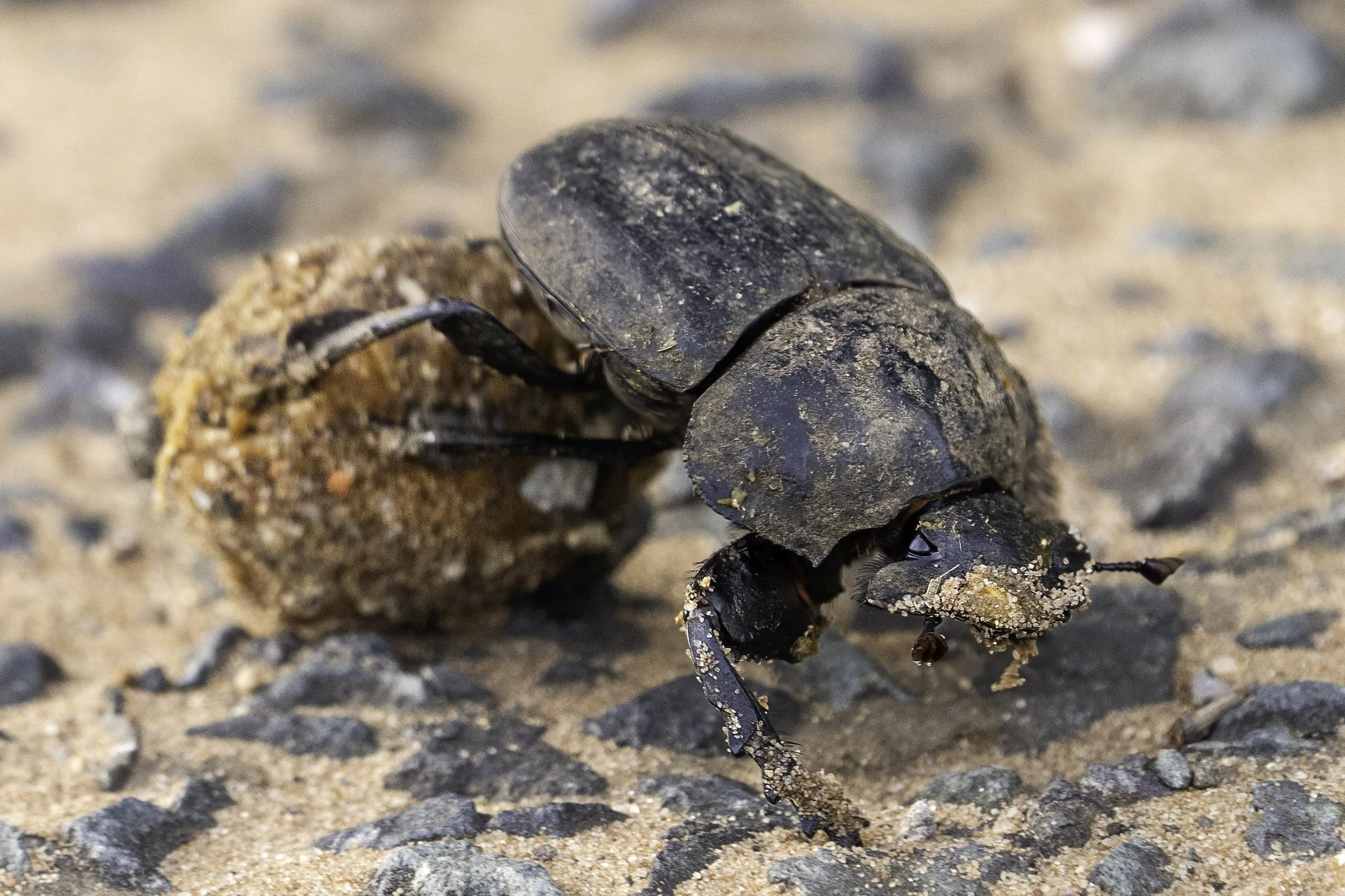 Dung beetle