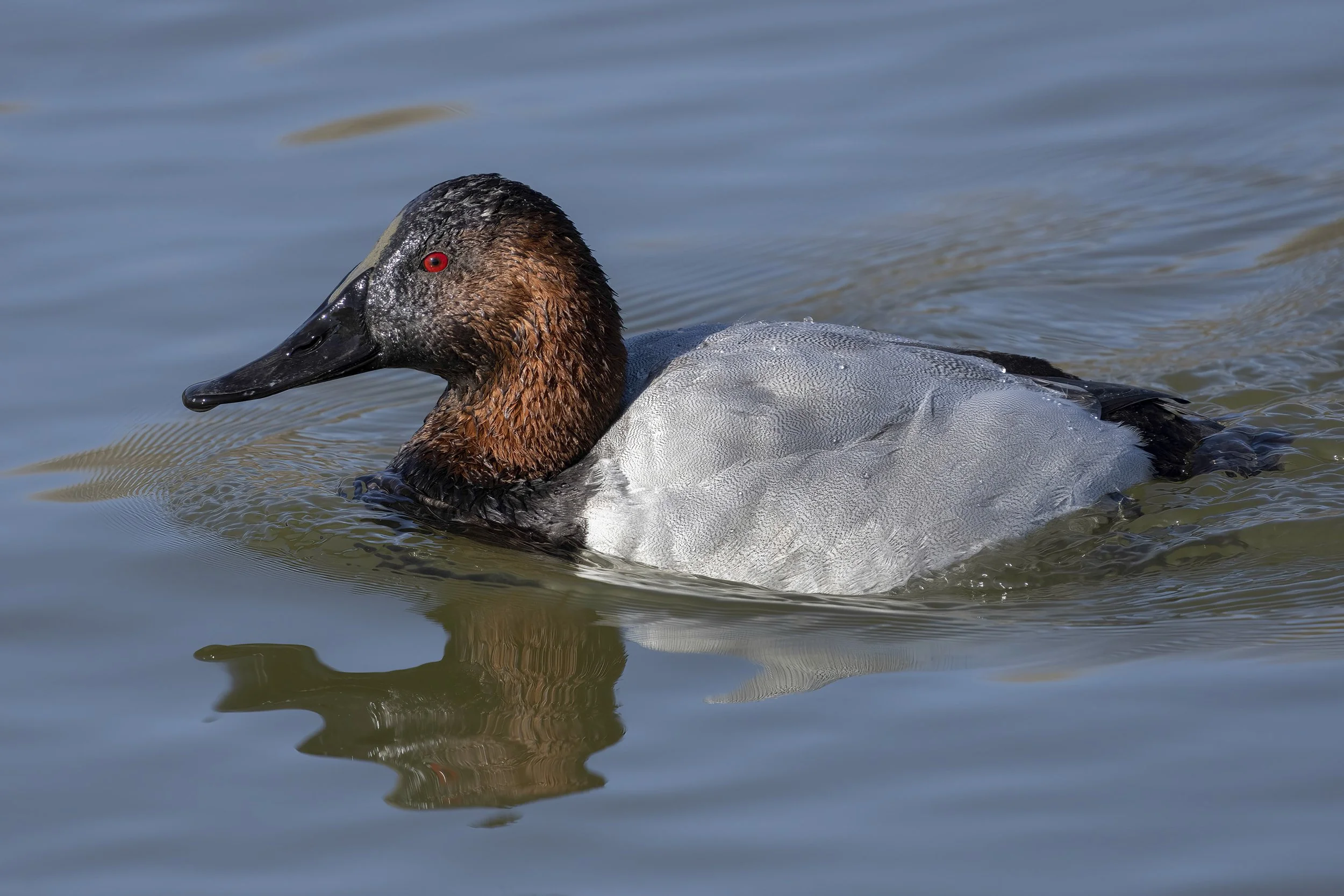 Canvasback