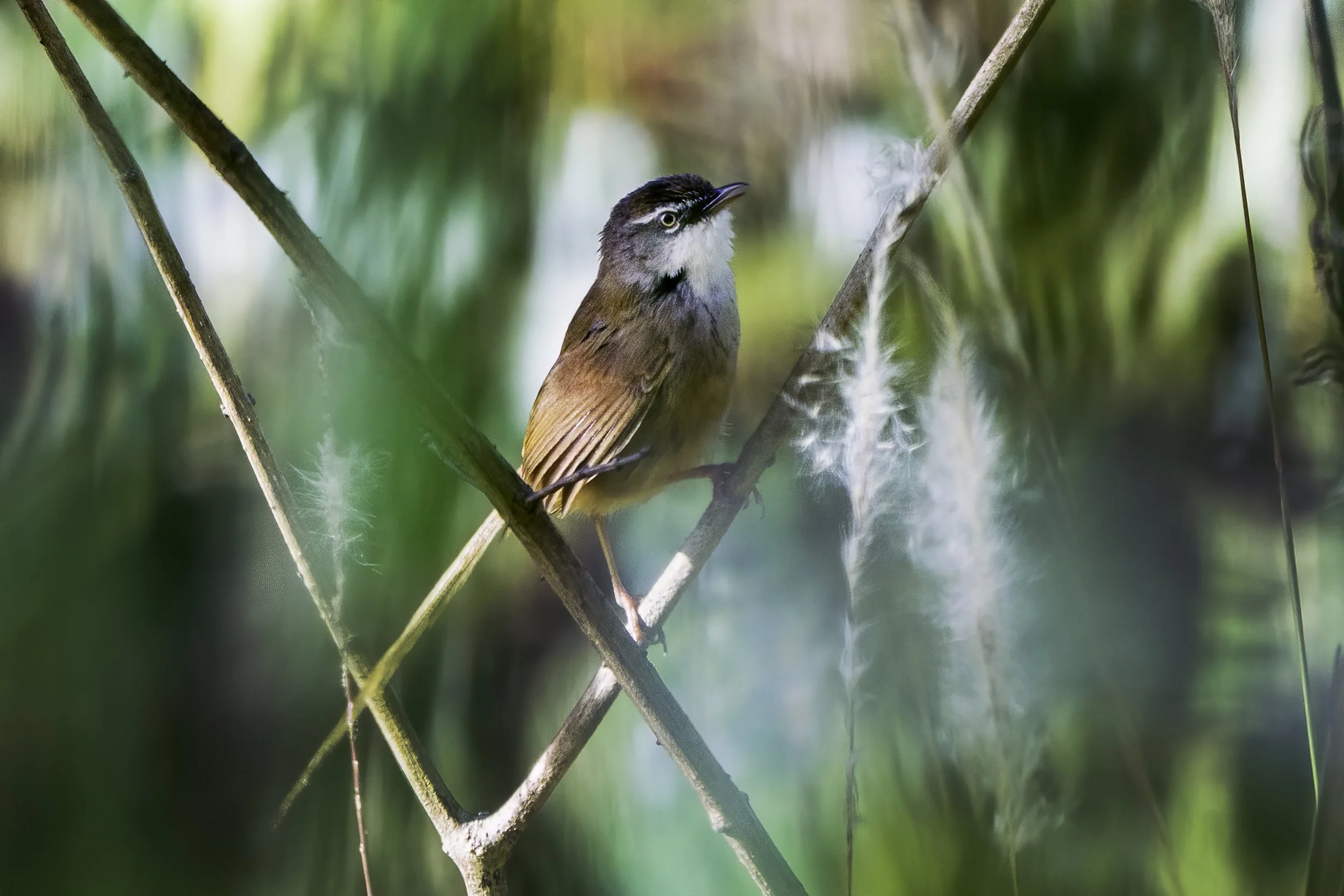 Hill Prinia 
