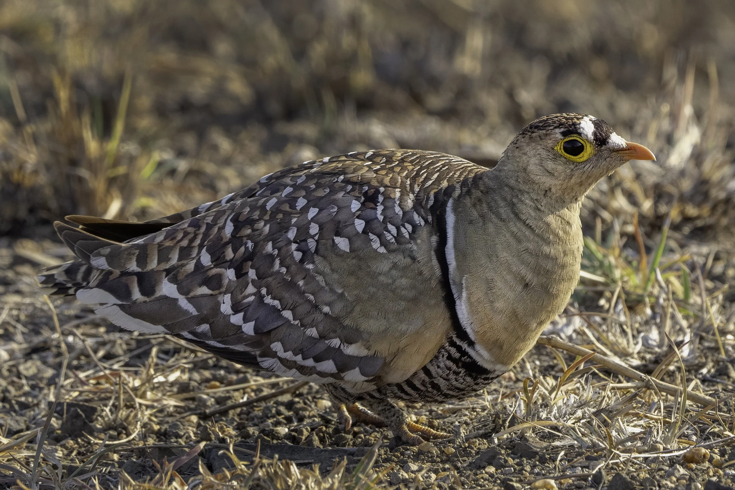 Double Banded Sandgrouse