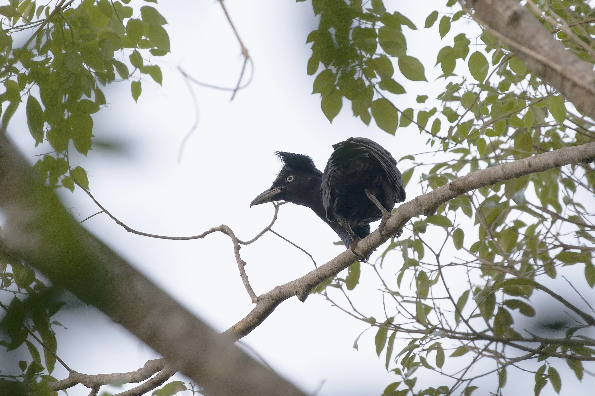 Amazonian Umbrellabird