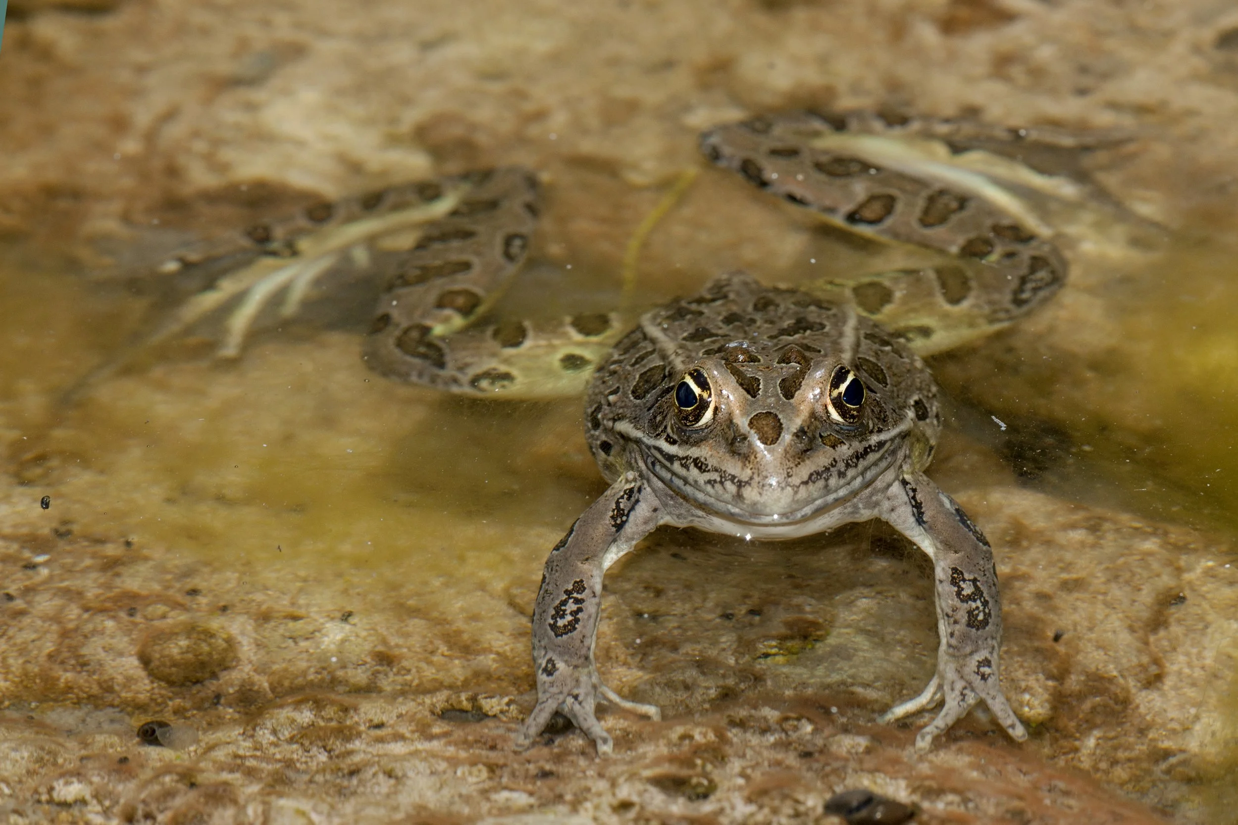 Leopard Frog, NM