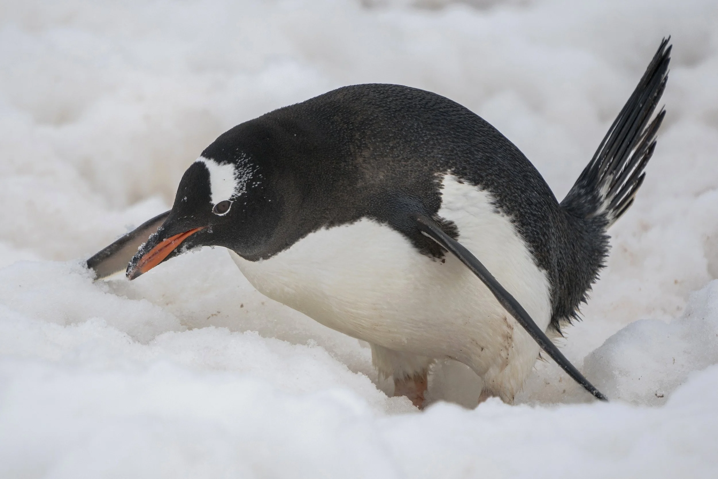 Gentoo Penguin