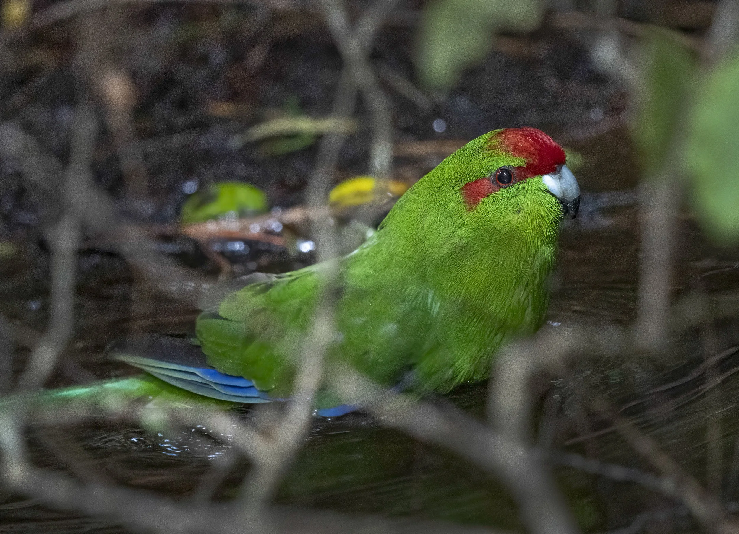 Red Crowned Parakeet