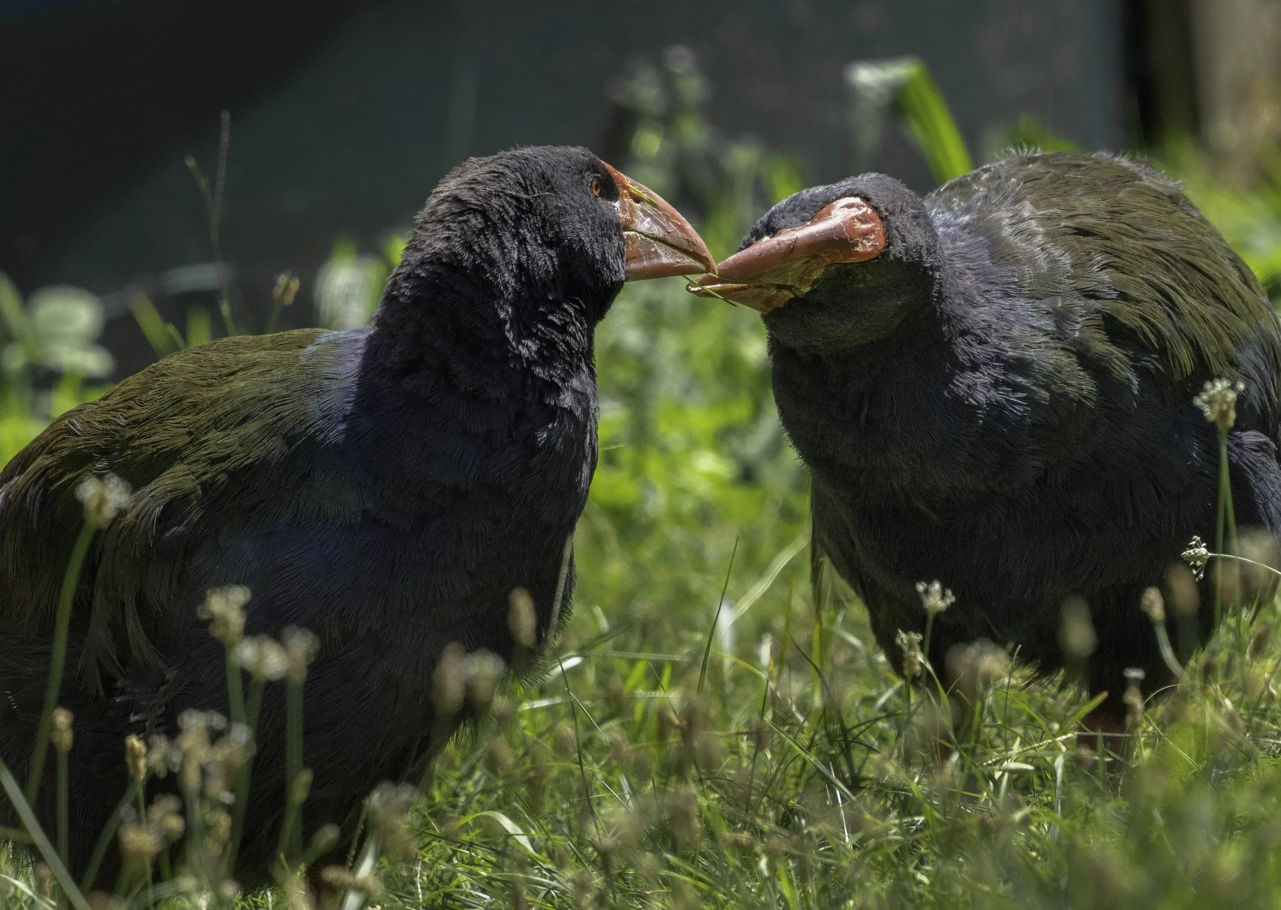 South Island Takahe
