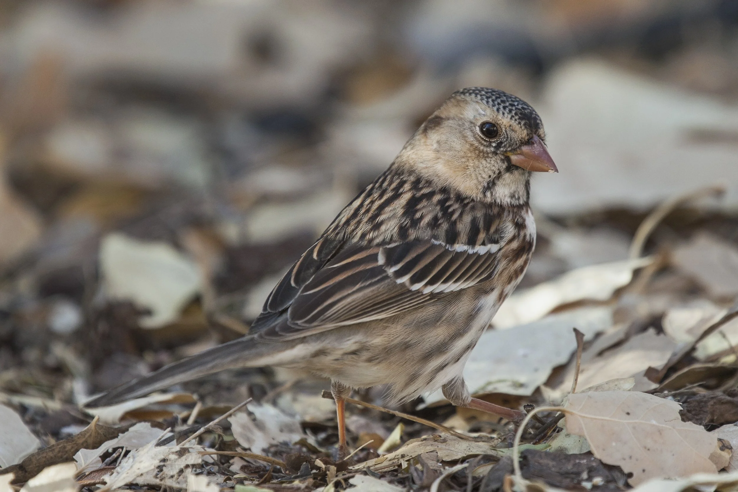 Harris Sparrow
