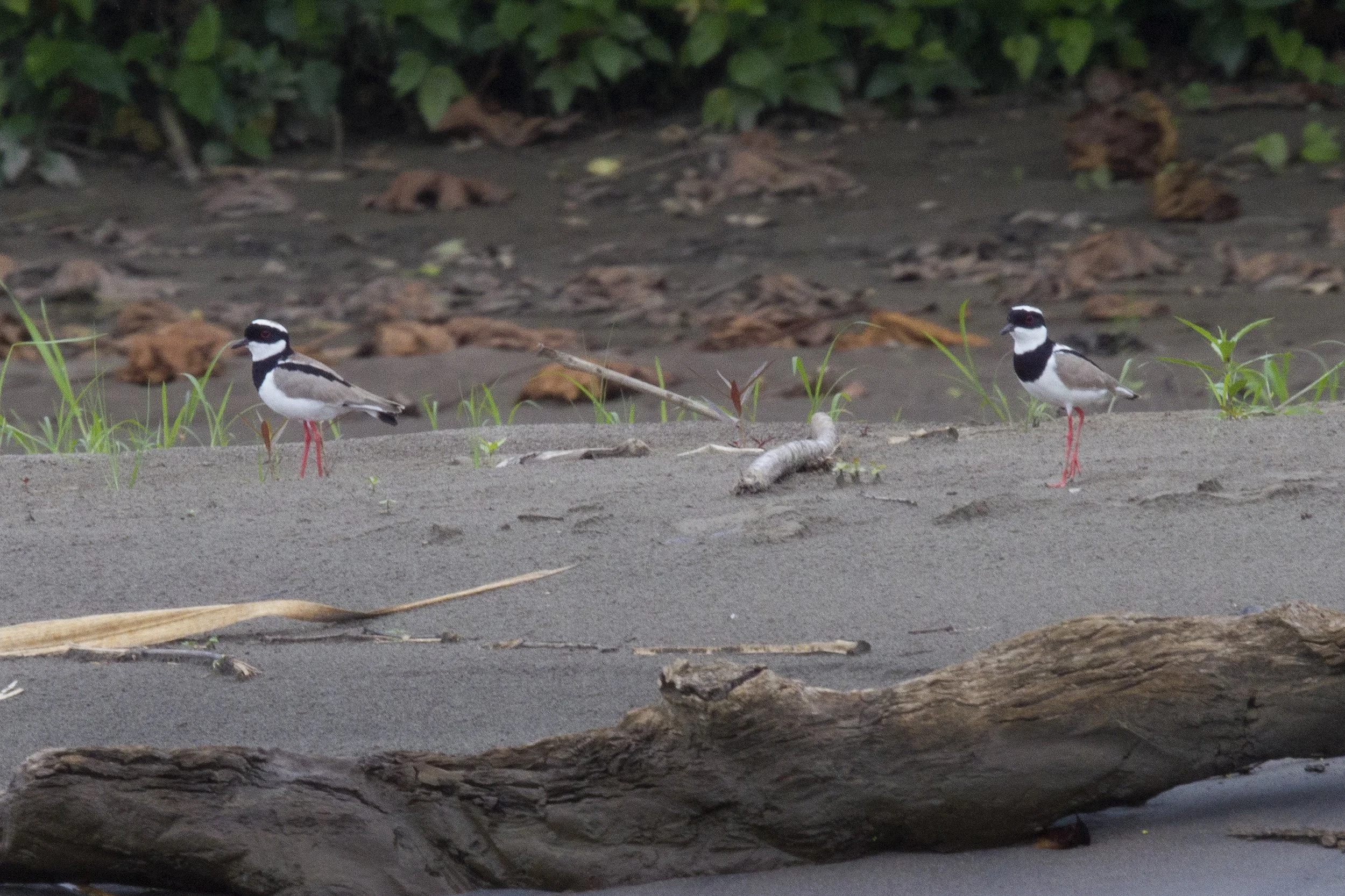 Pied Plover